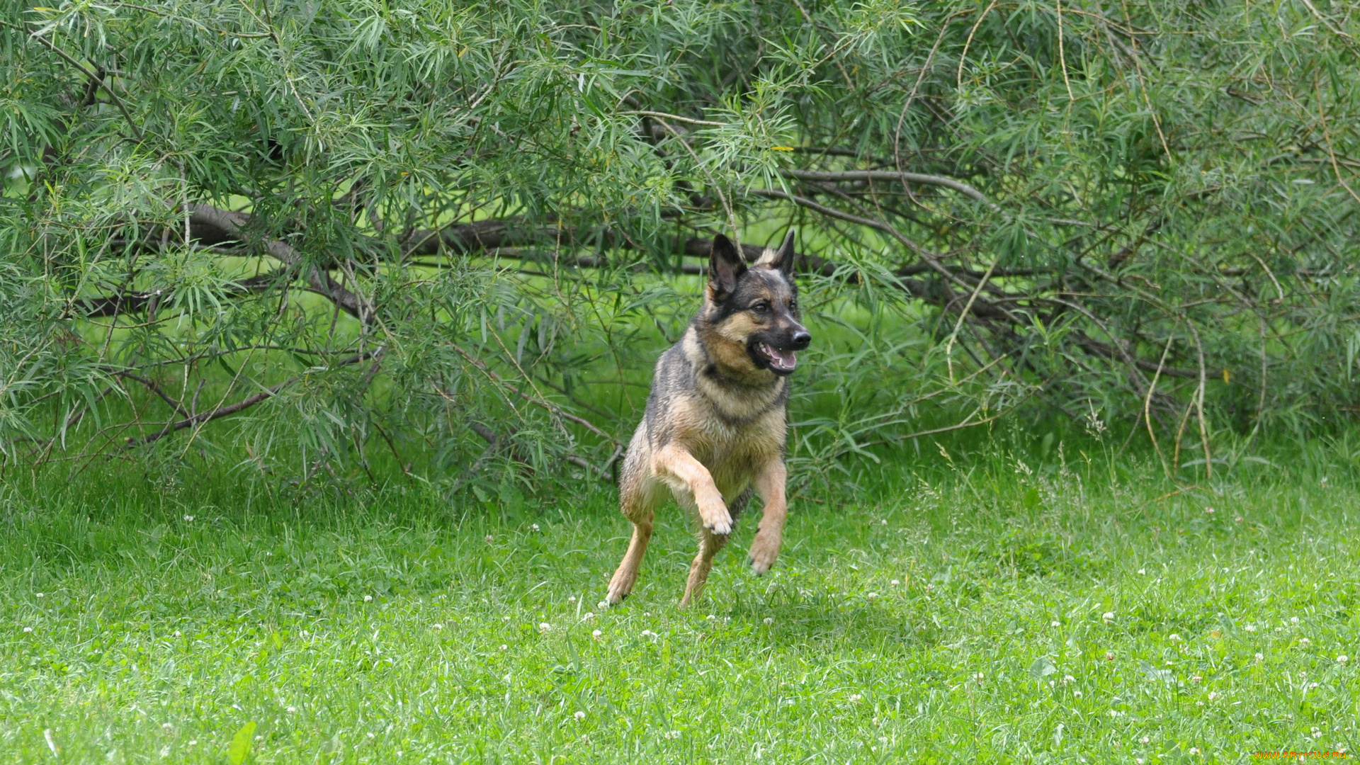 животные, собаки