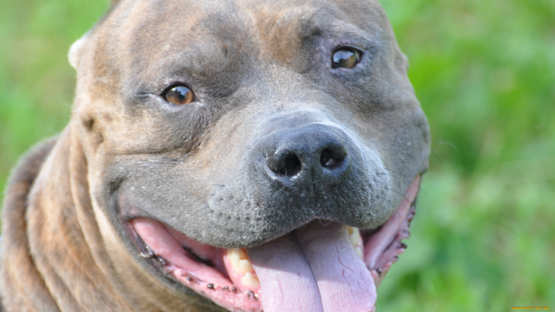 животные, собаки