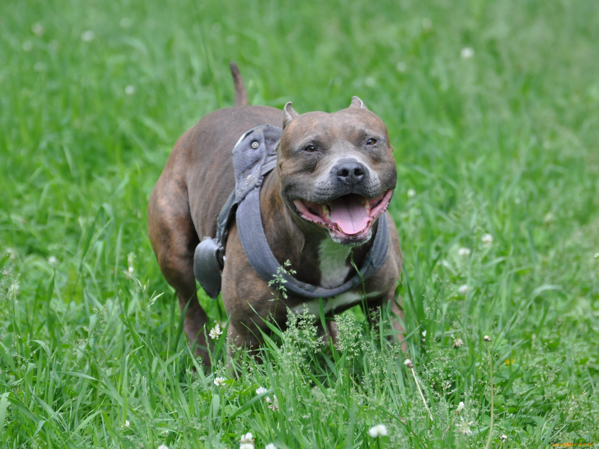 животные, собаки