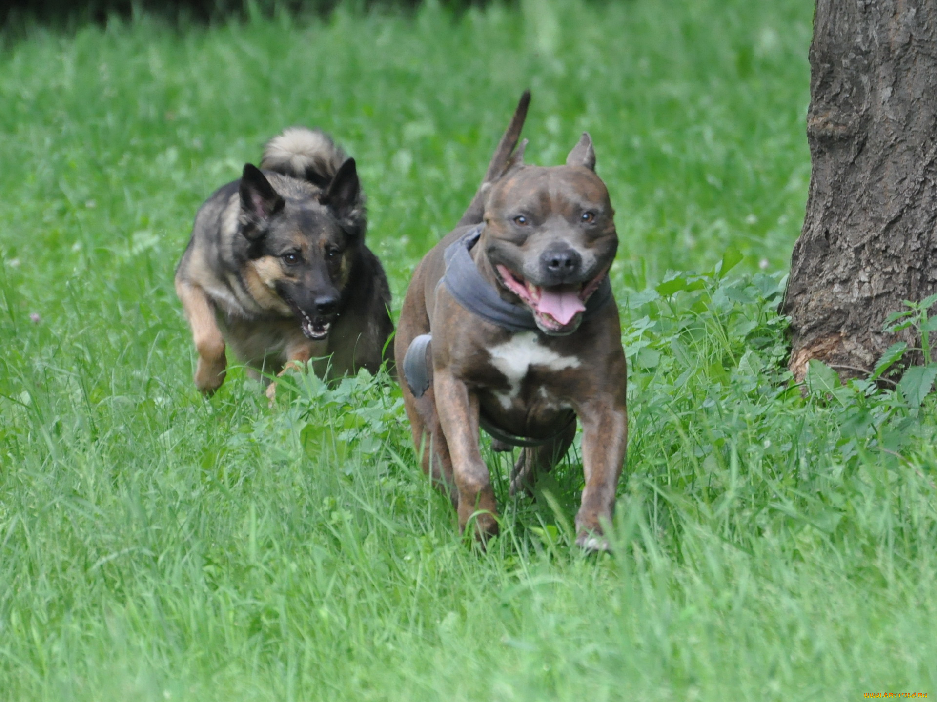 животные, собаки