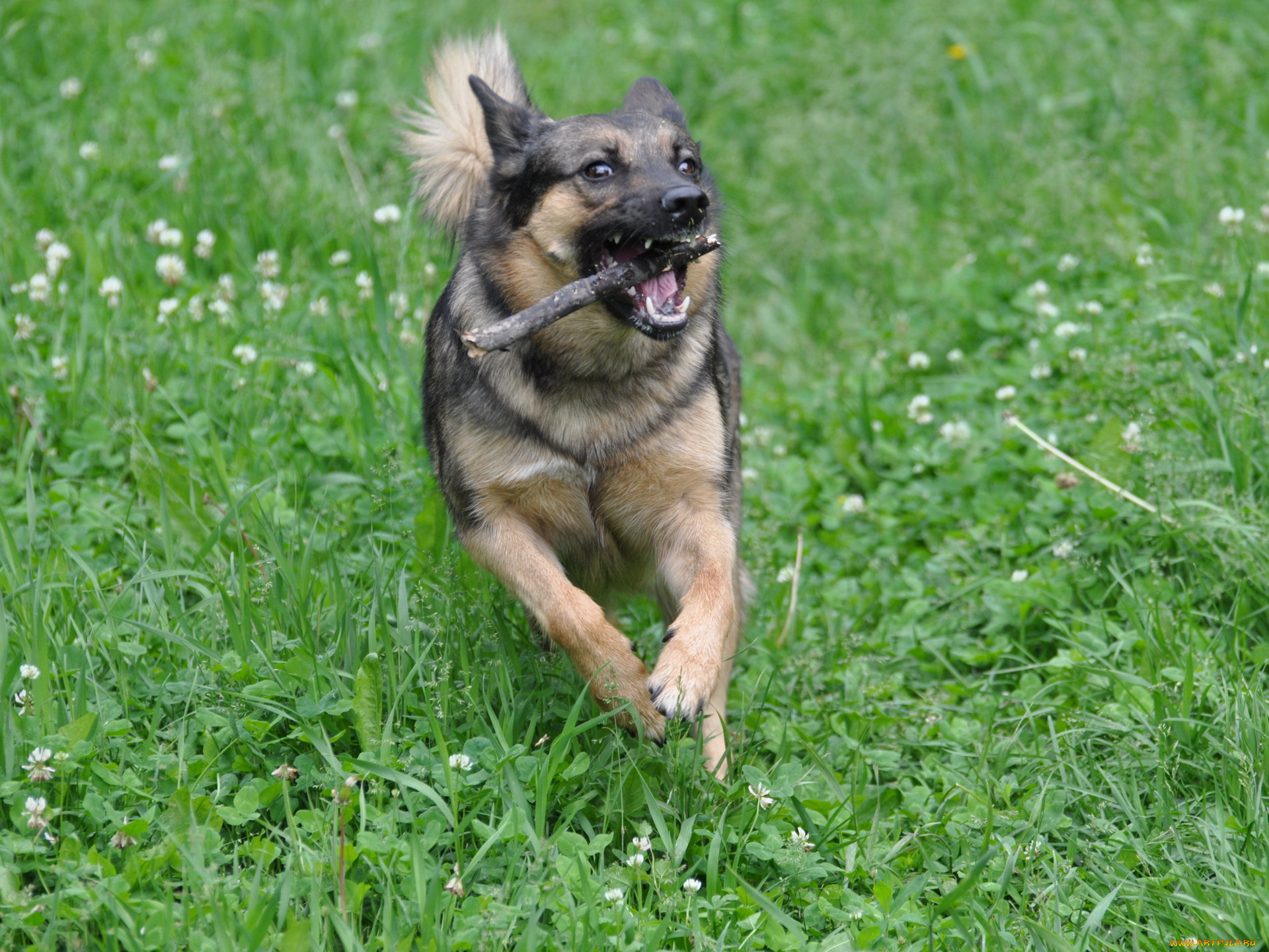 животные, собаки