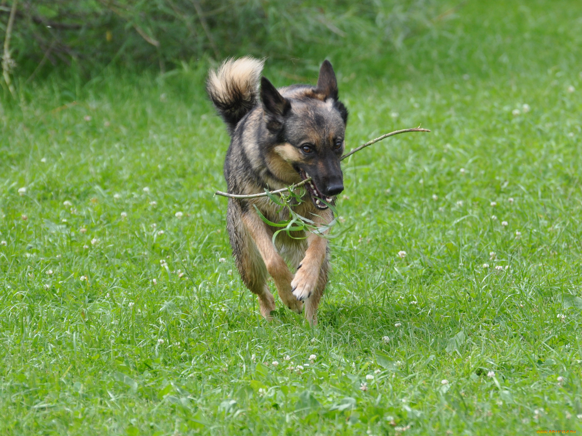 животные, собаки