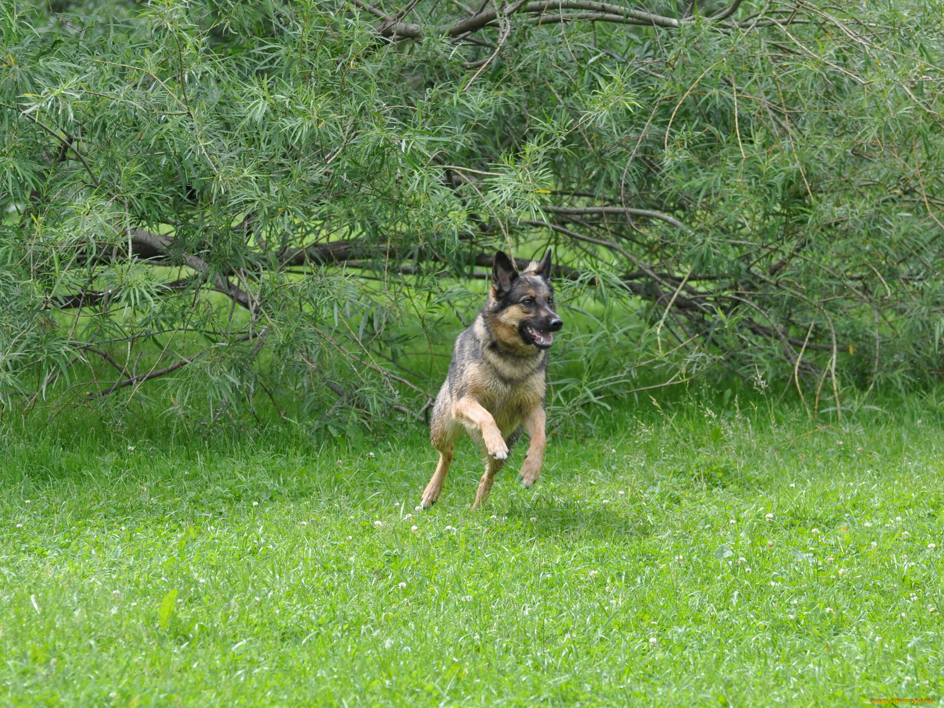 животные, собаки