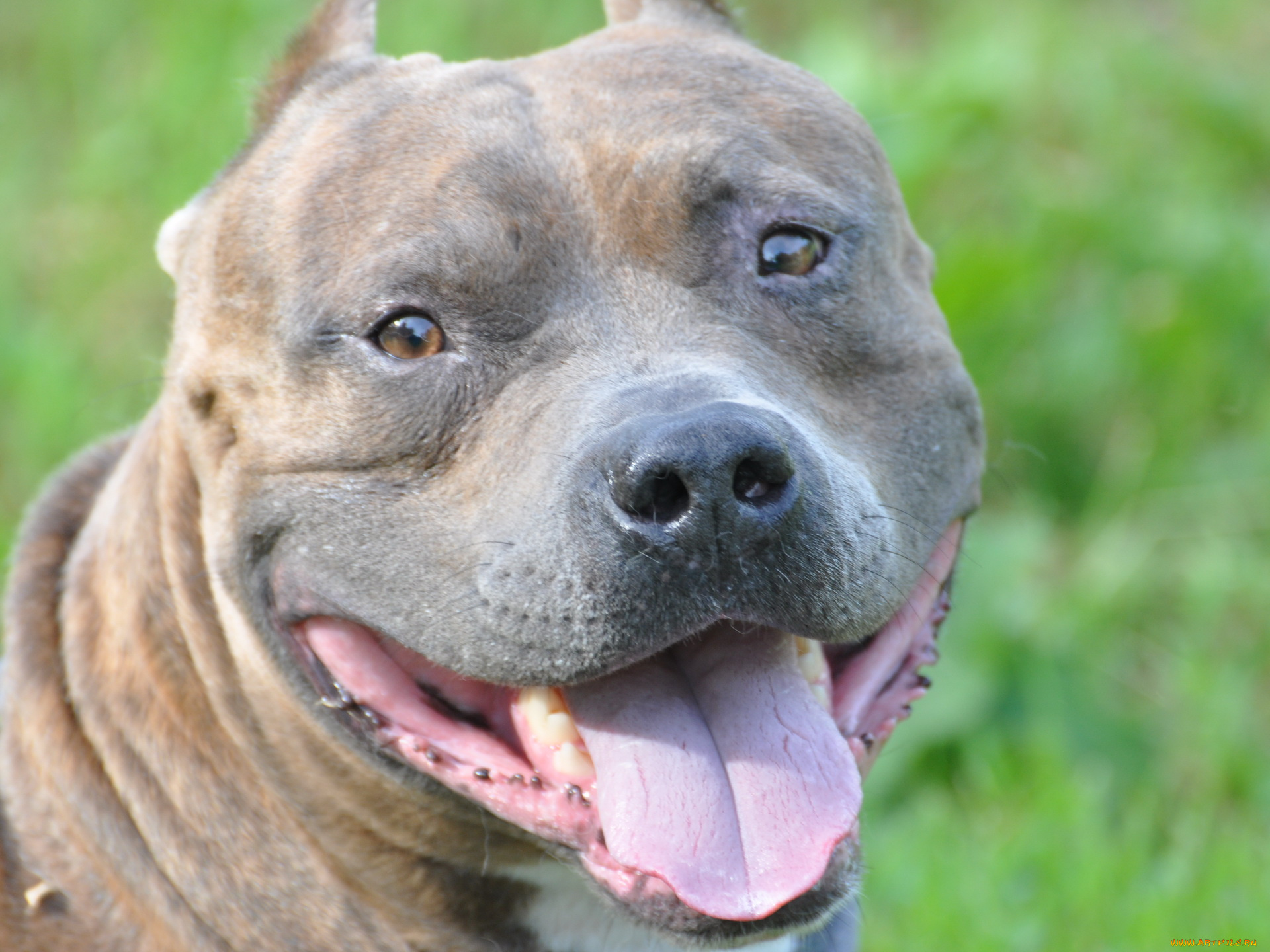 животные, собаки