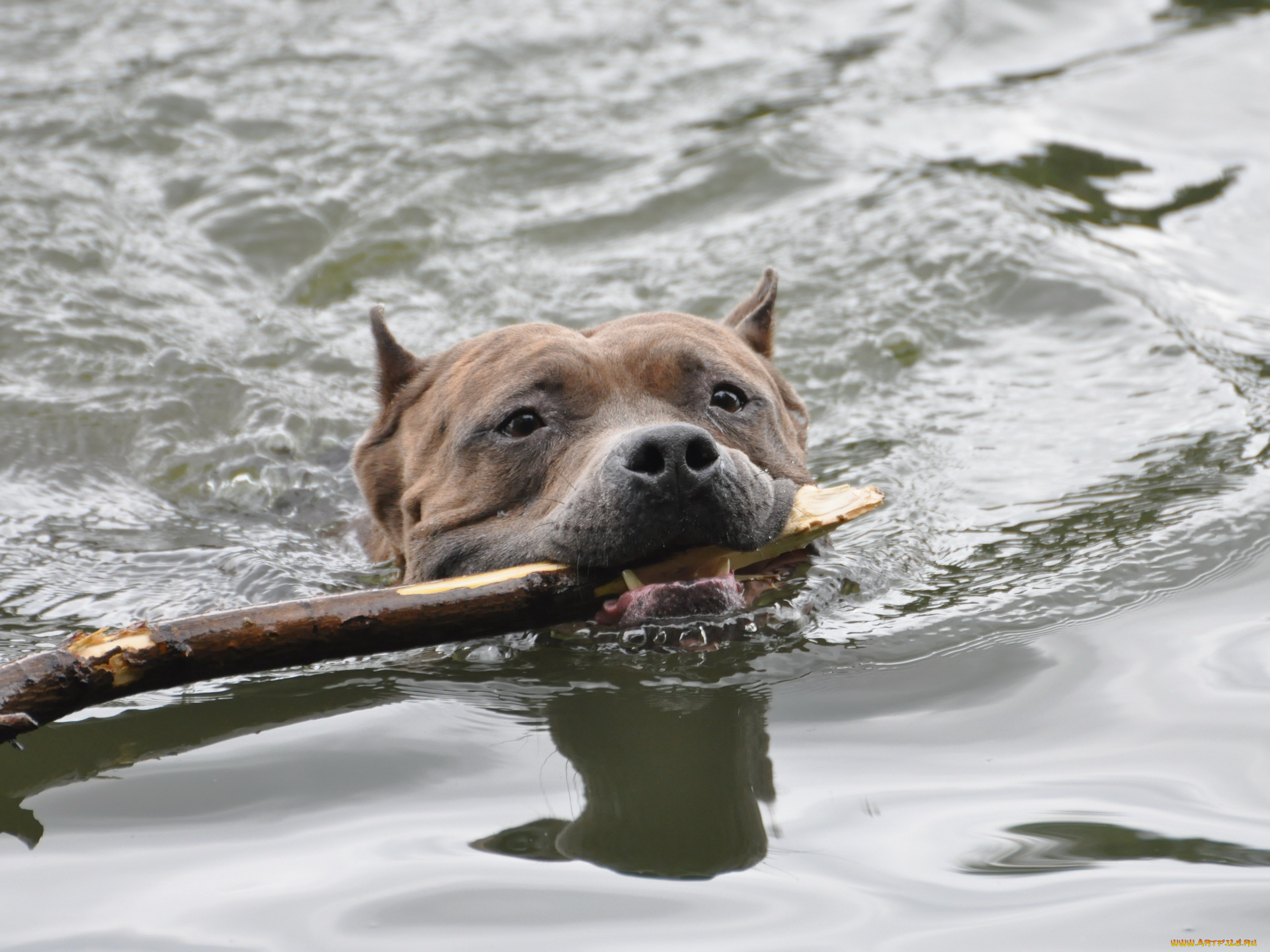 животные, собаки