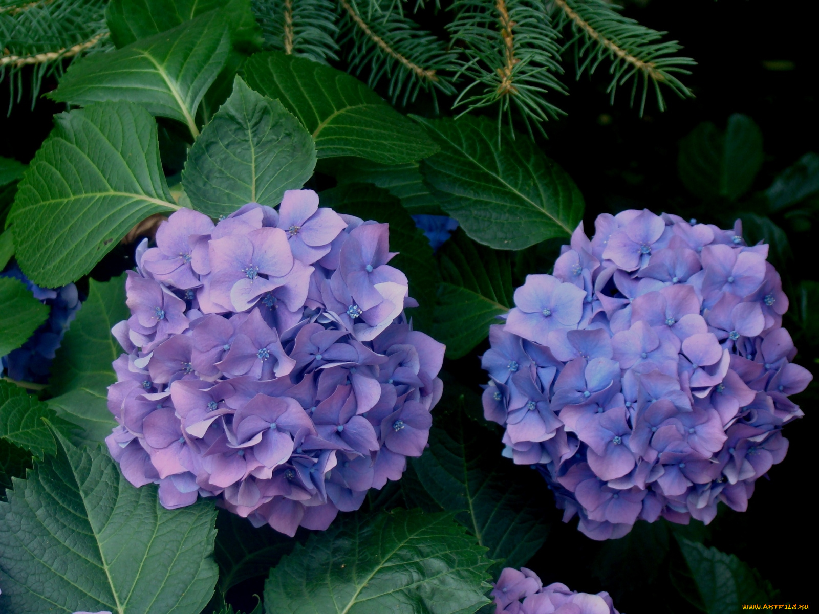 цветы, гортензия, зеленый, синий