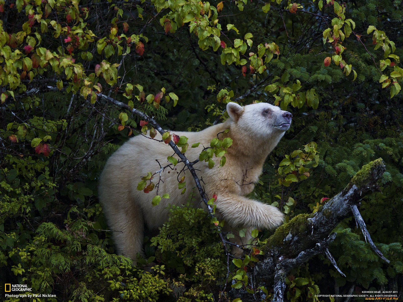 животные, медведи, лес