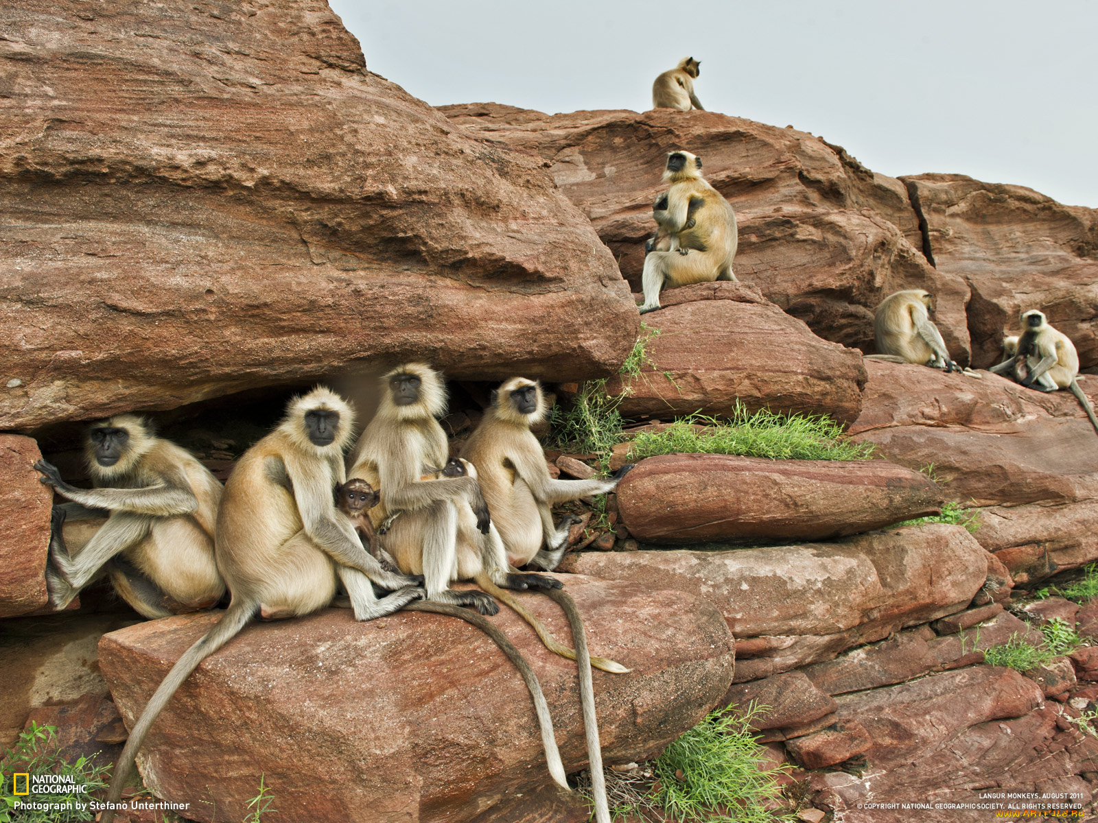 животные, обезьяны, камни