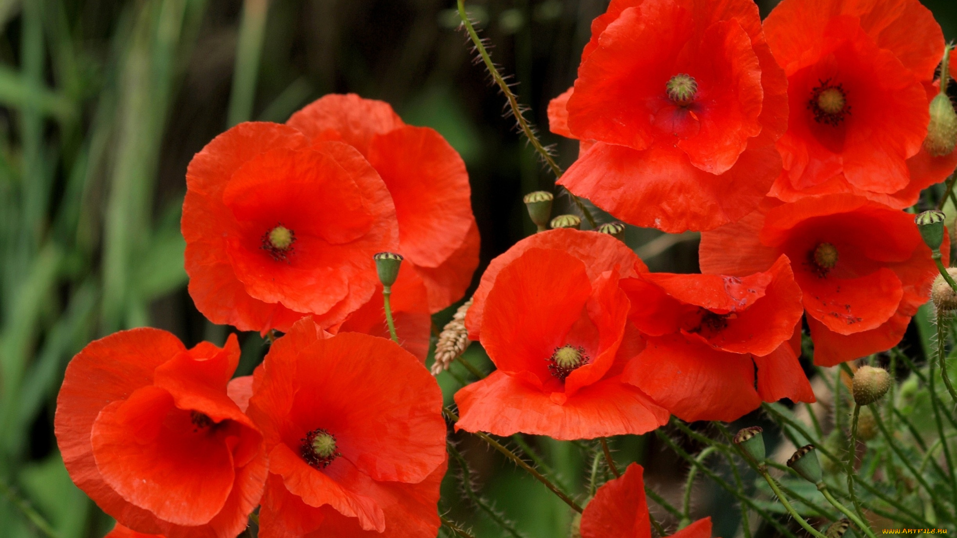 цветы, маки, красный, яркий