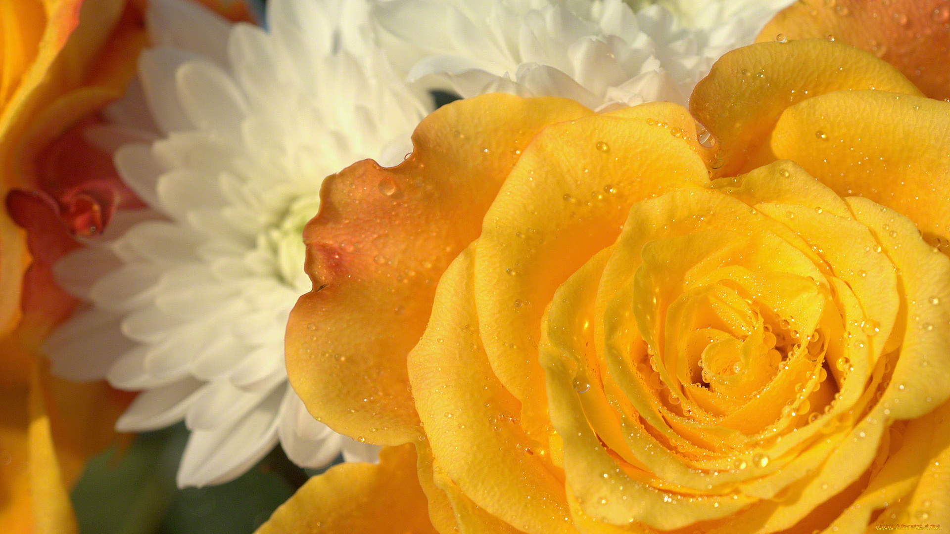 цветы, разные, вместе, роза