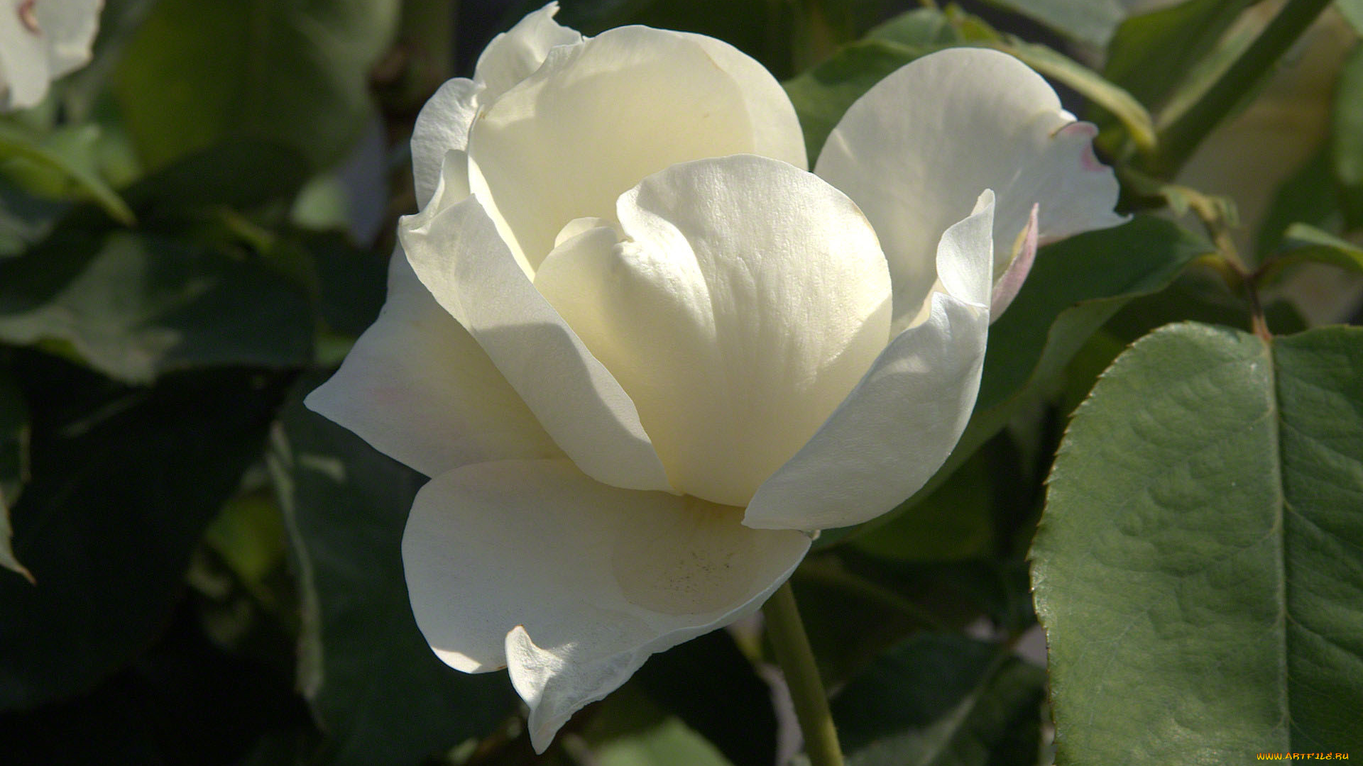 цветы, розы