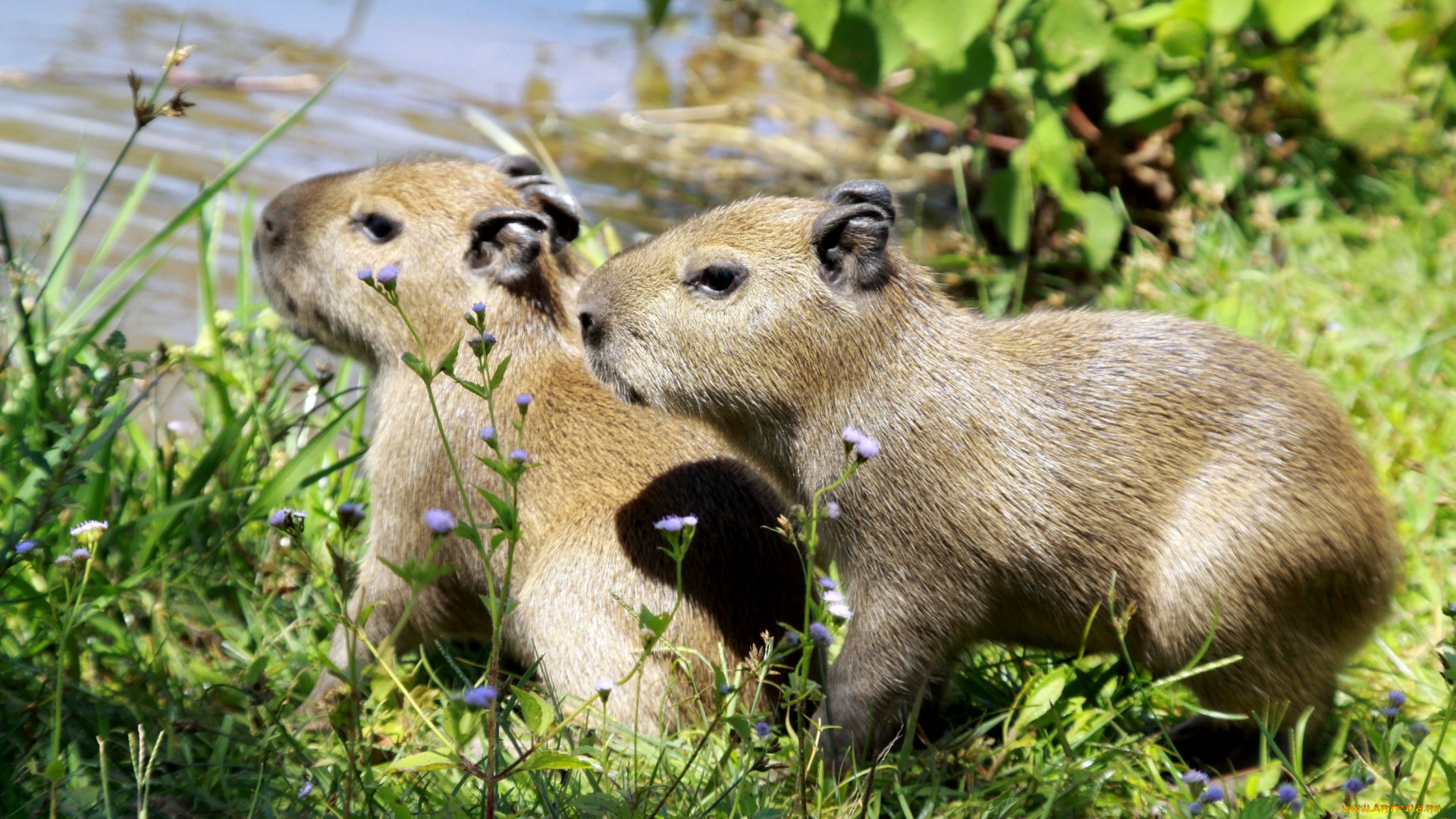 капибары, животные, малыши, вода, трава