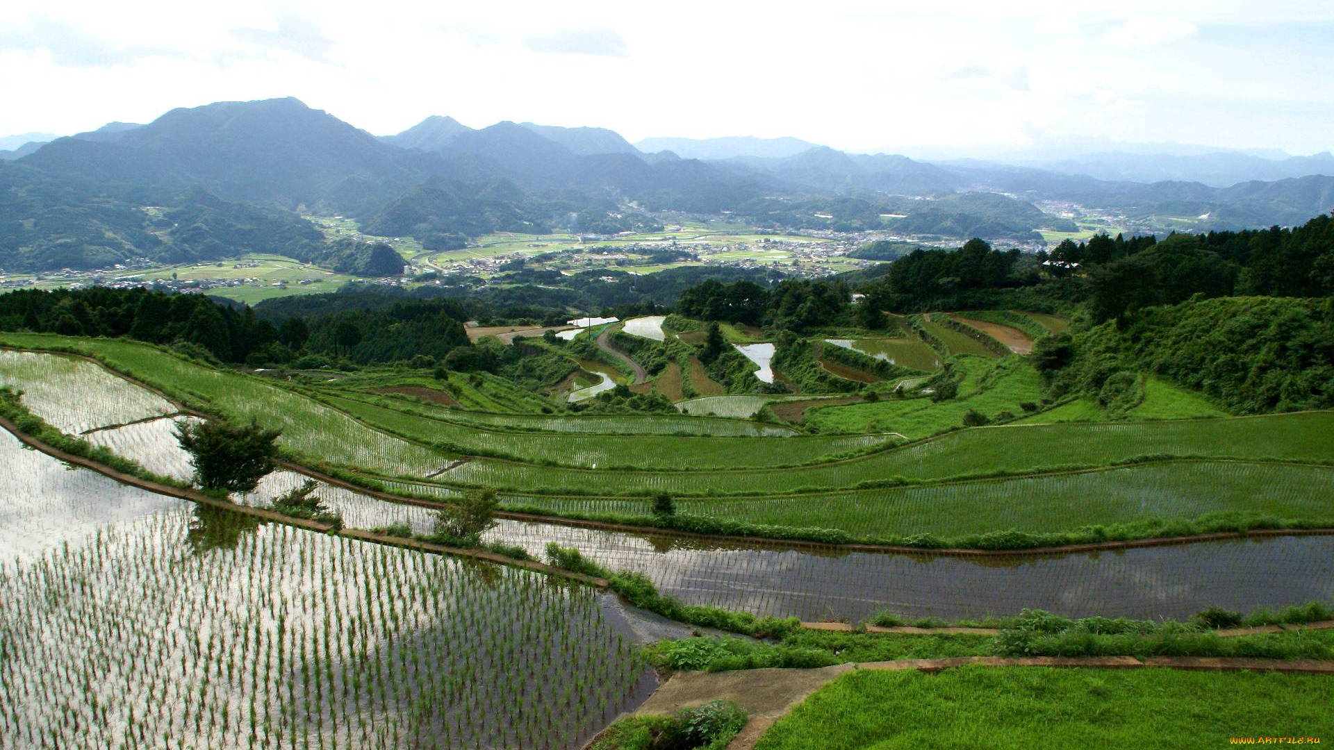 природа, поля