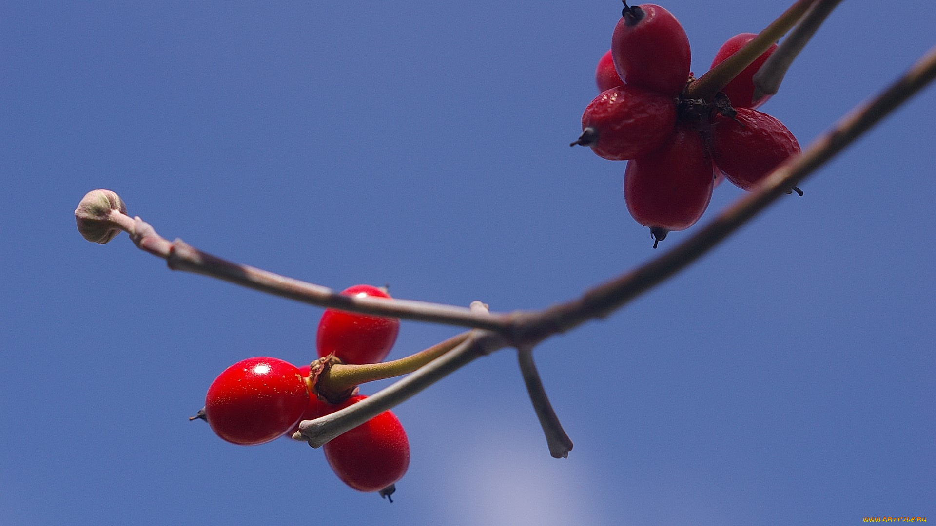 природа, Ягоды