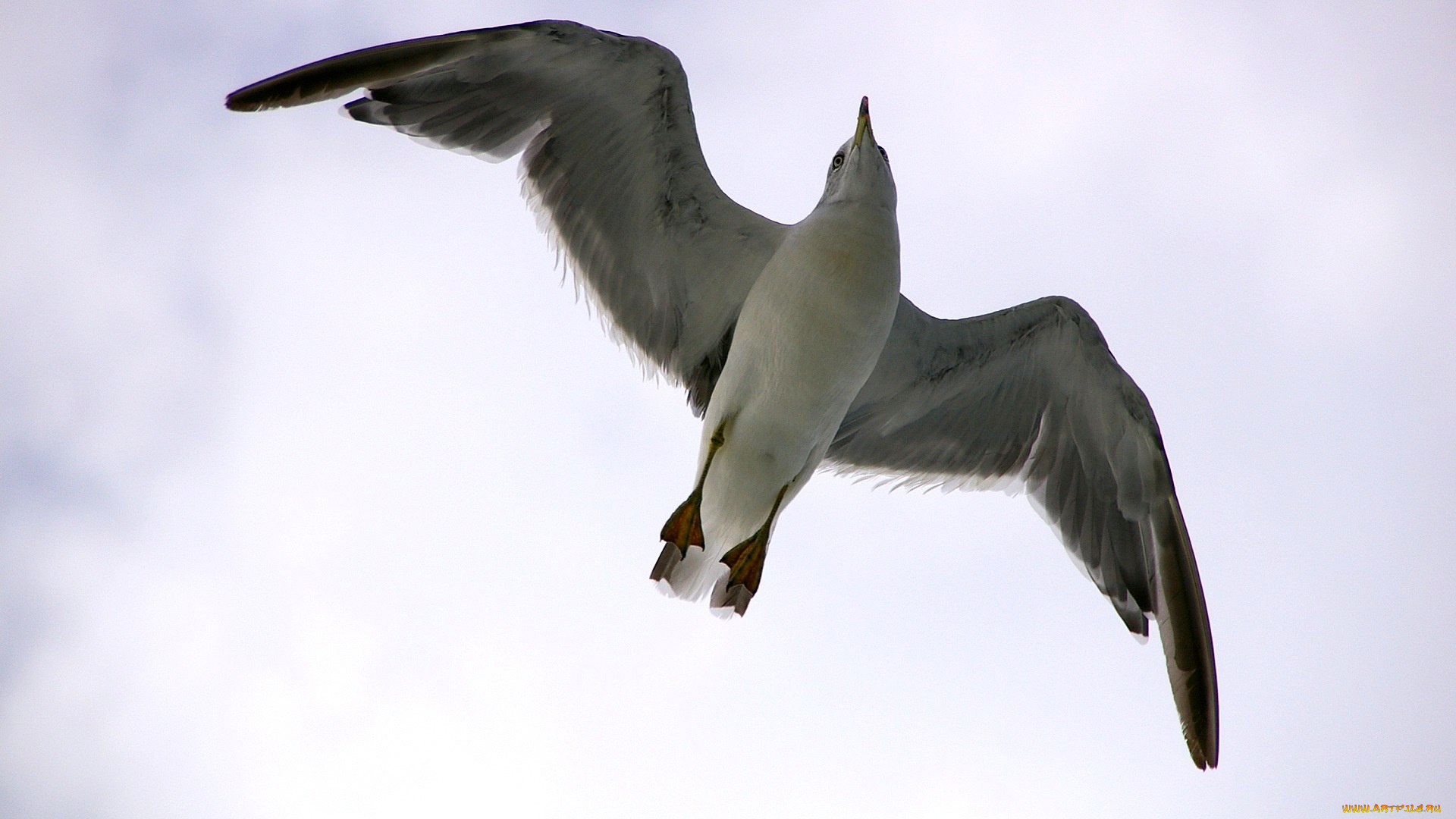 животные, Чайки, бакланы, крачки, чайка