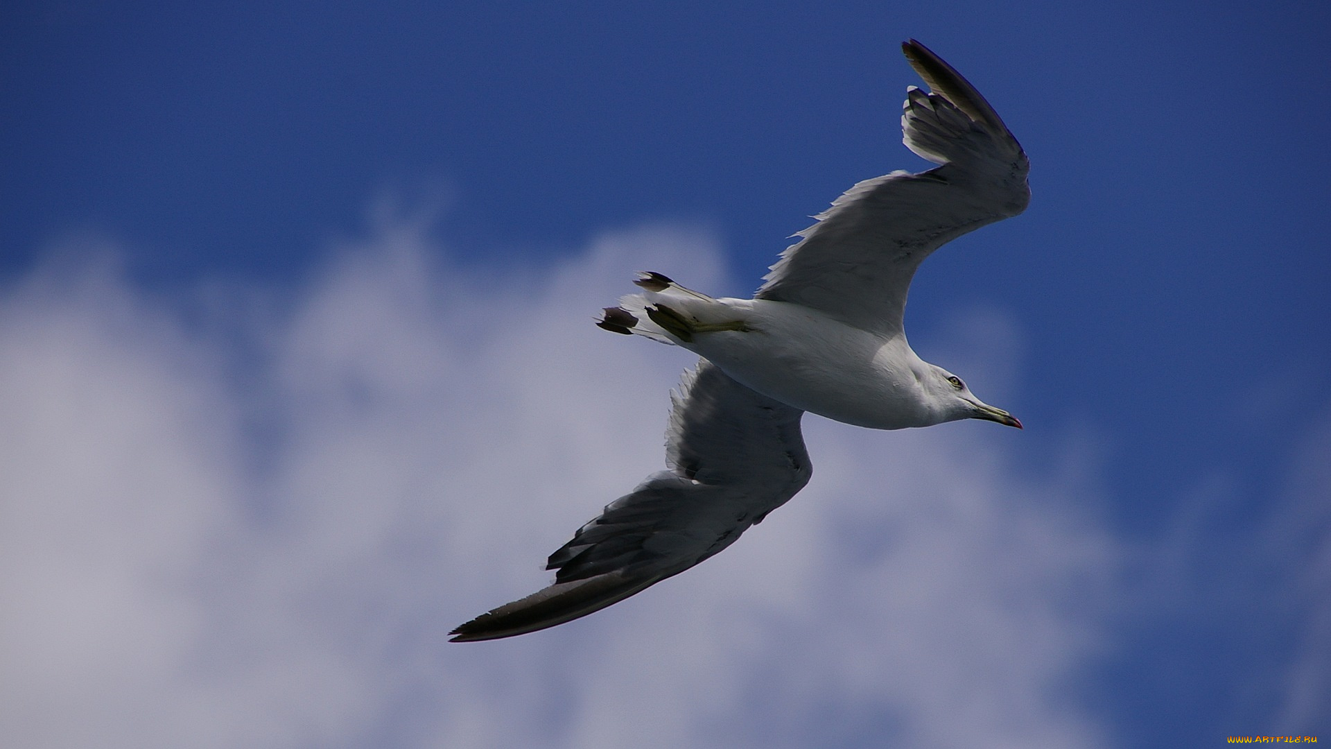 животные, Чайки, бакланы, крачки, чайка
