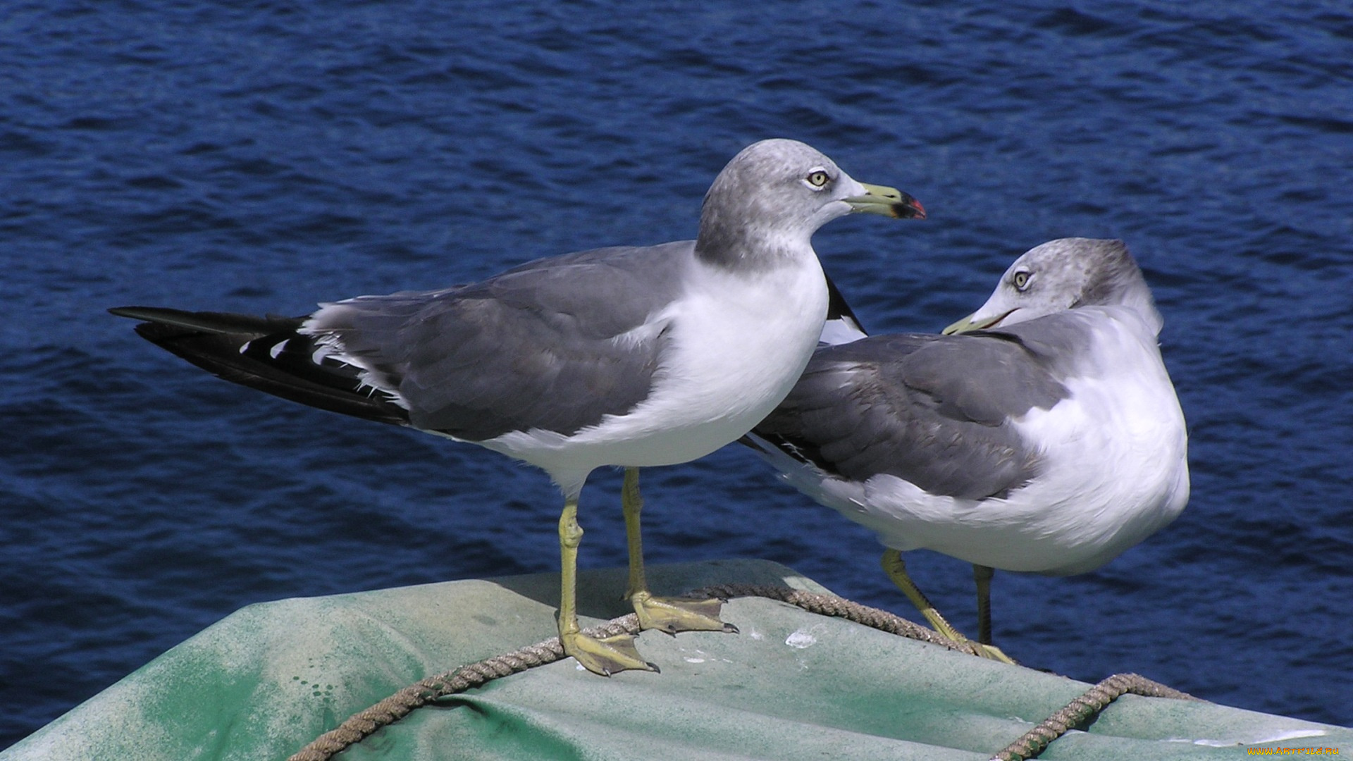 животные, Чайки, бакланы, крачки, чайка