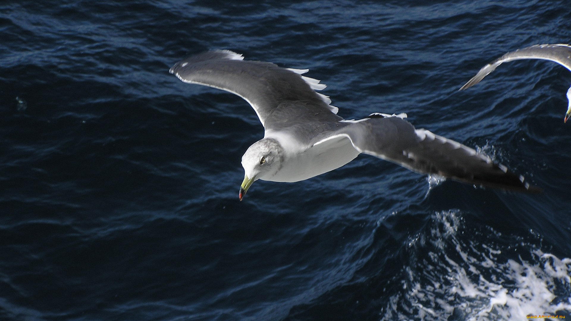 животные, Чайки, бакланы, крачки, чайка