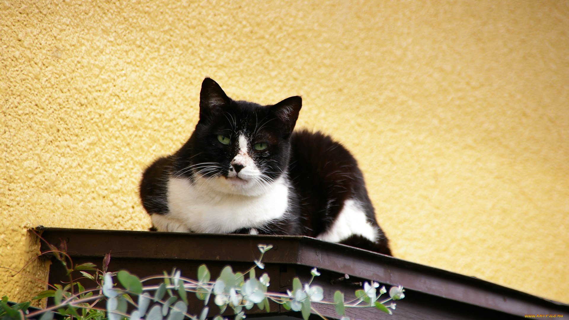 животные, коты