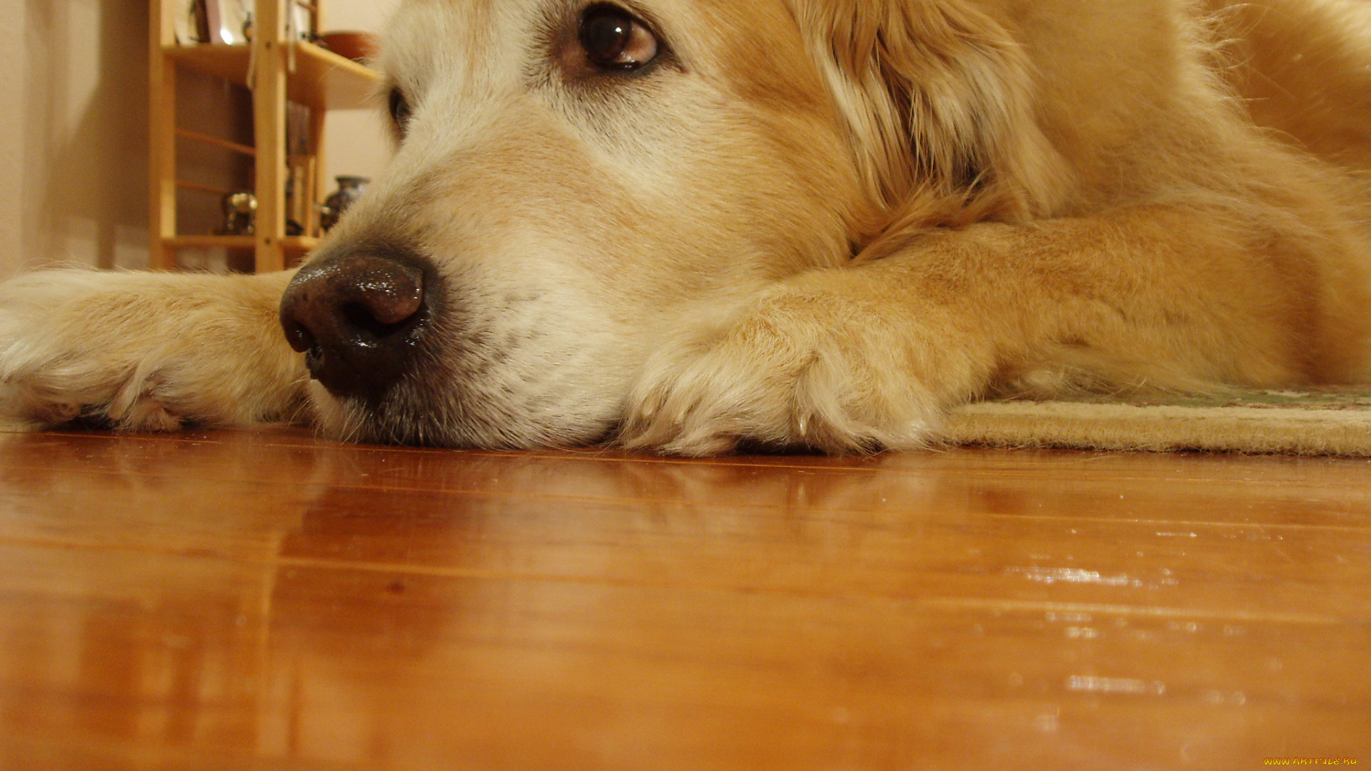 животные, собаки, грусть