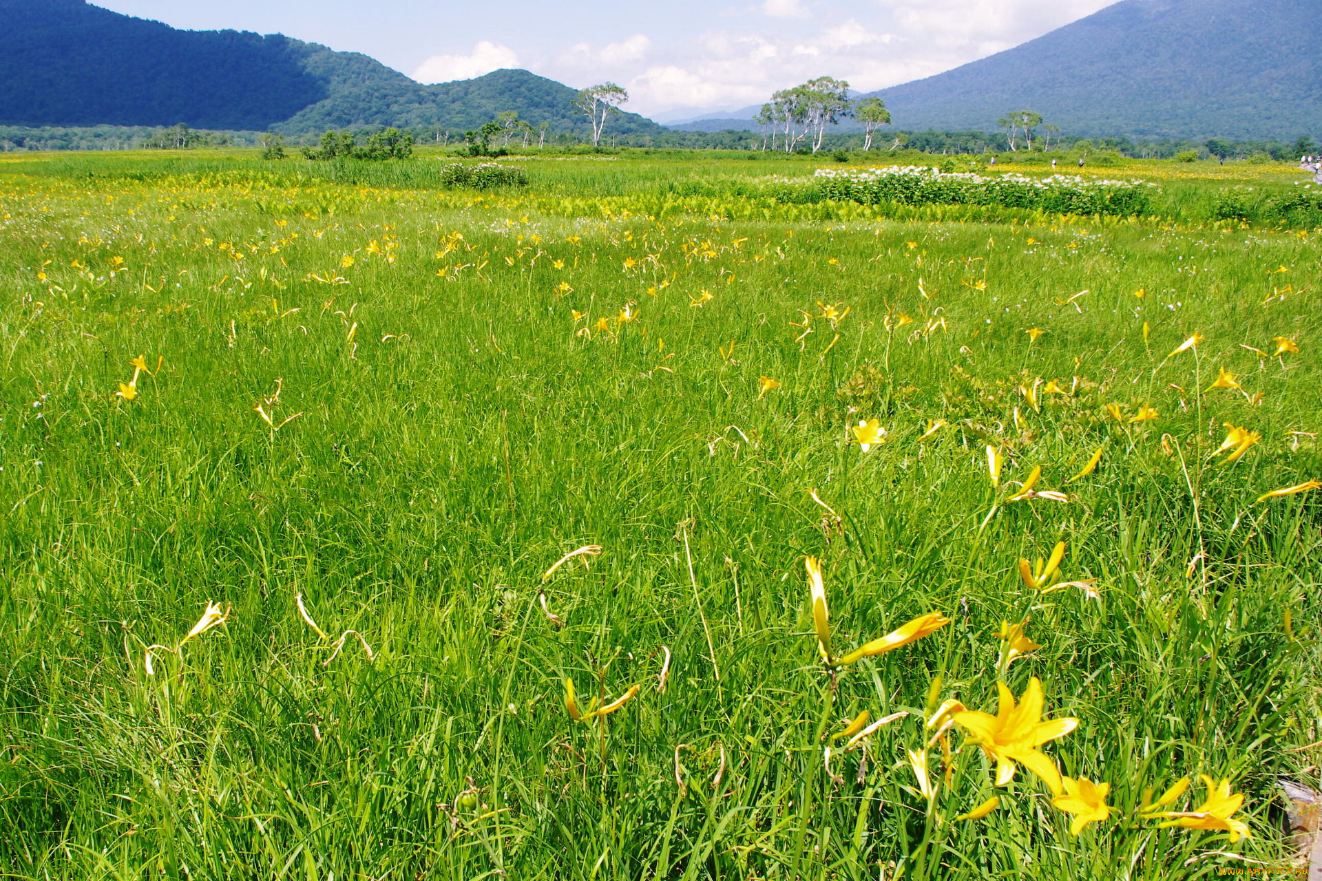 природа, луга