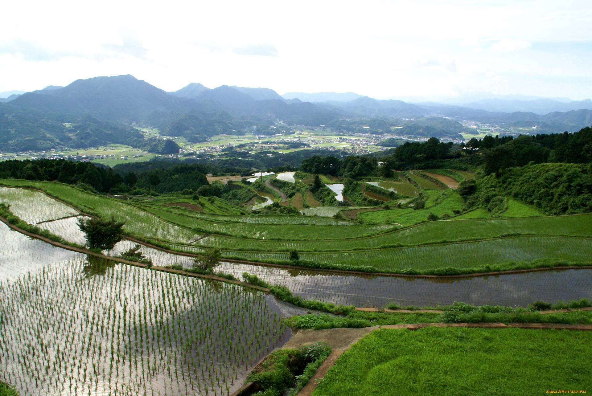 природа, поля