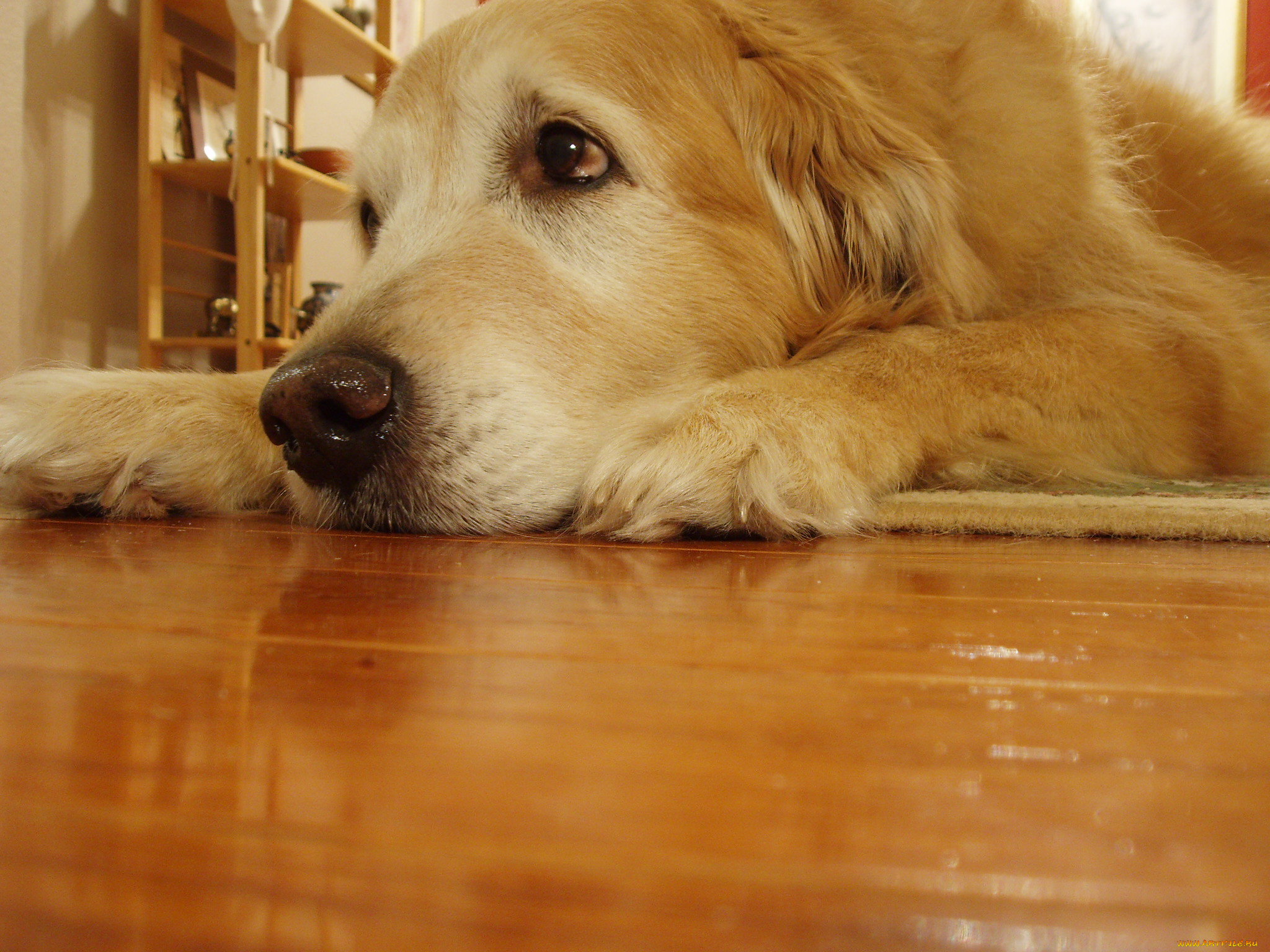 животные, собаки, грусть