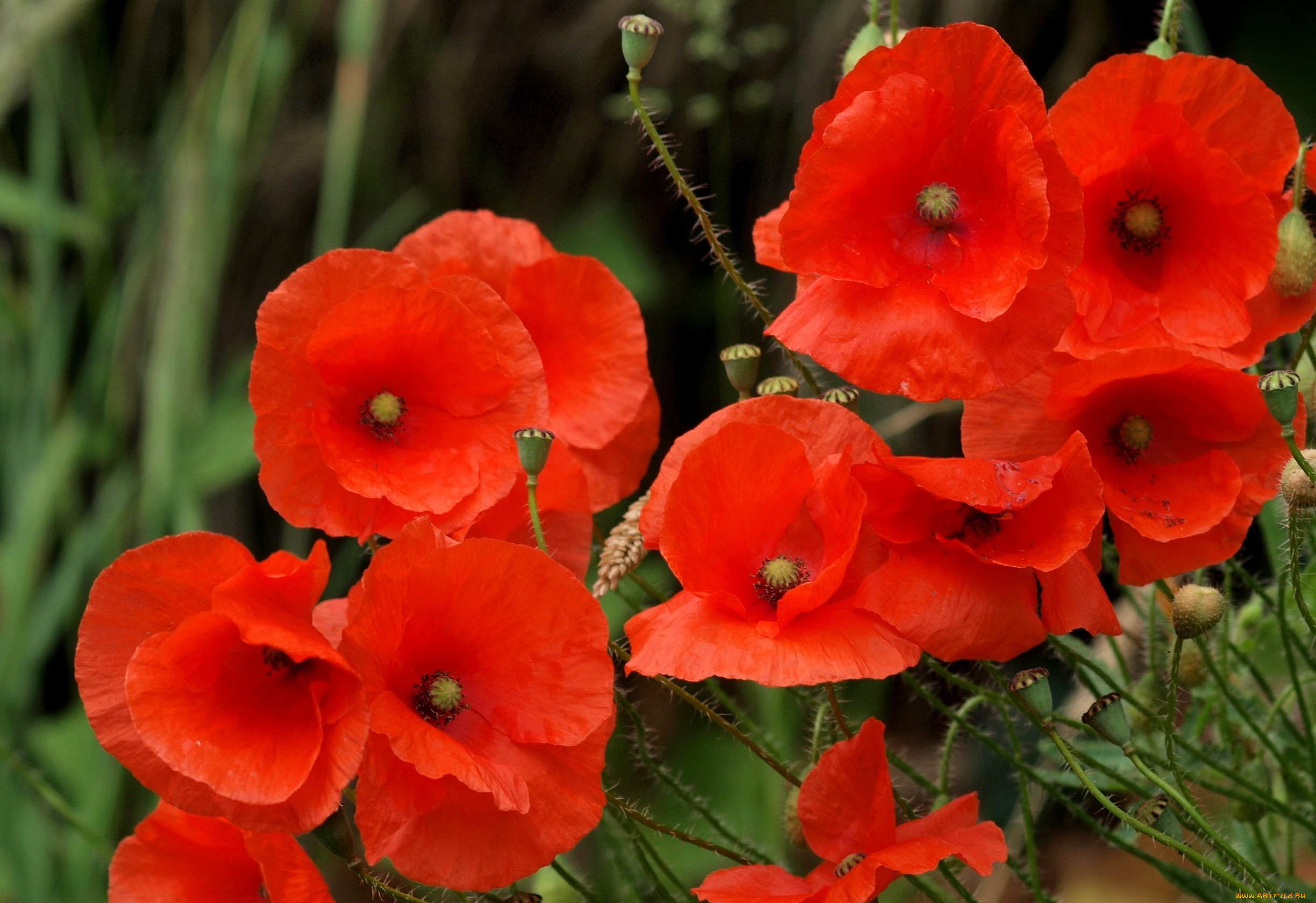 цветы, маки, красный, яркий