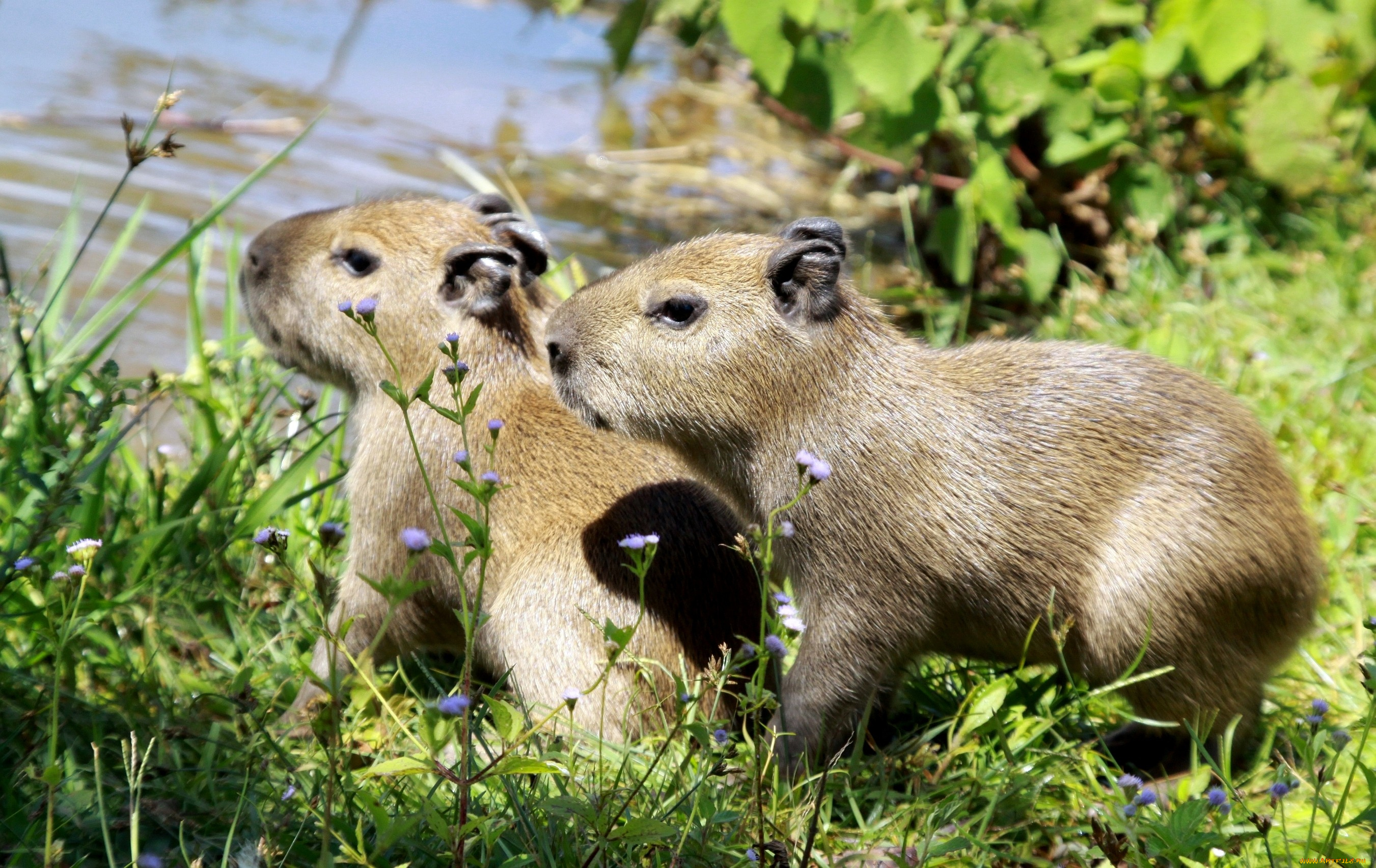 капибары, животные, малыши, вода, трава