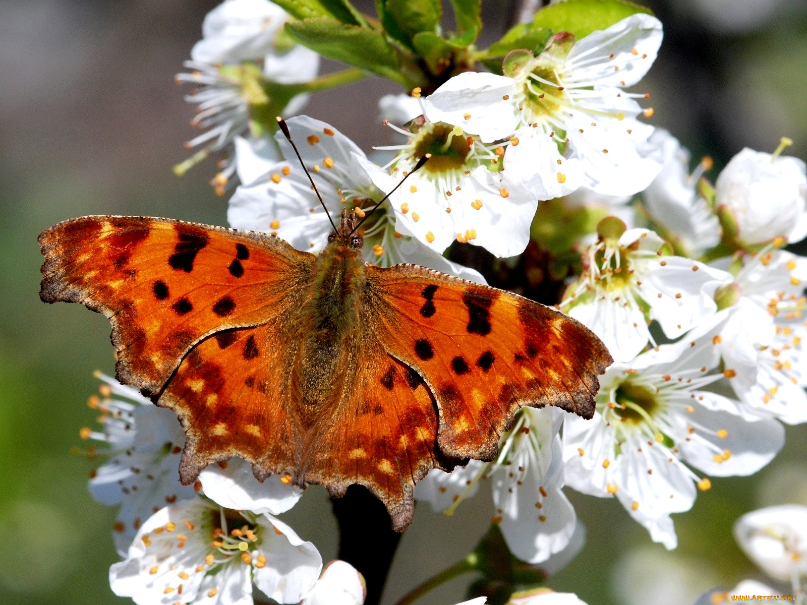 животные, бабочки, цветение, крылья