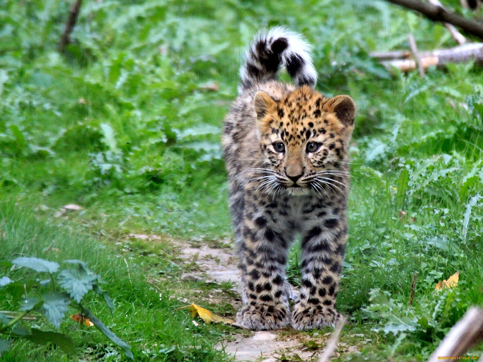 животные, Ягуары, малыш, пятна