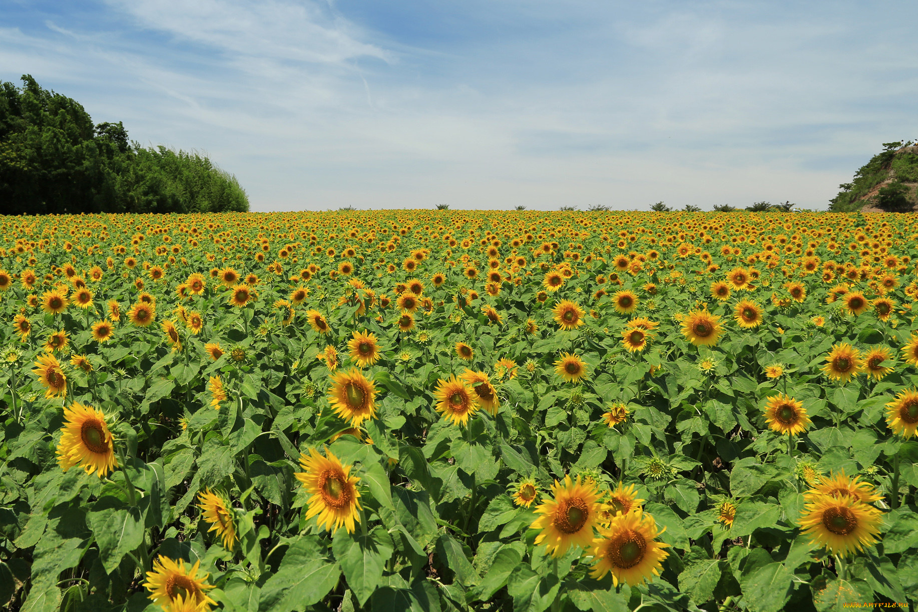 цветы, подсолнухи, malena, morgan