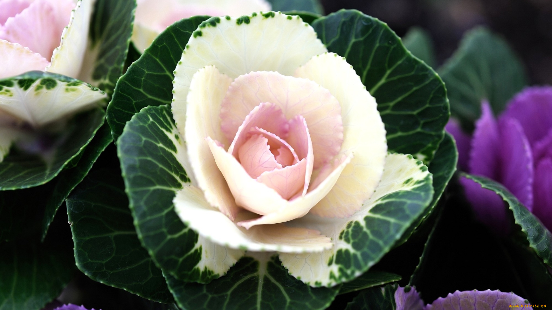 цветы, декоративная, капуста