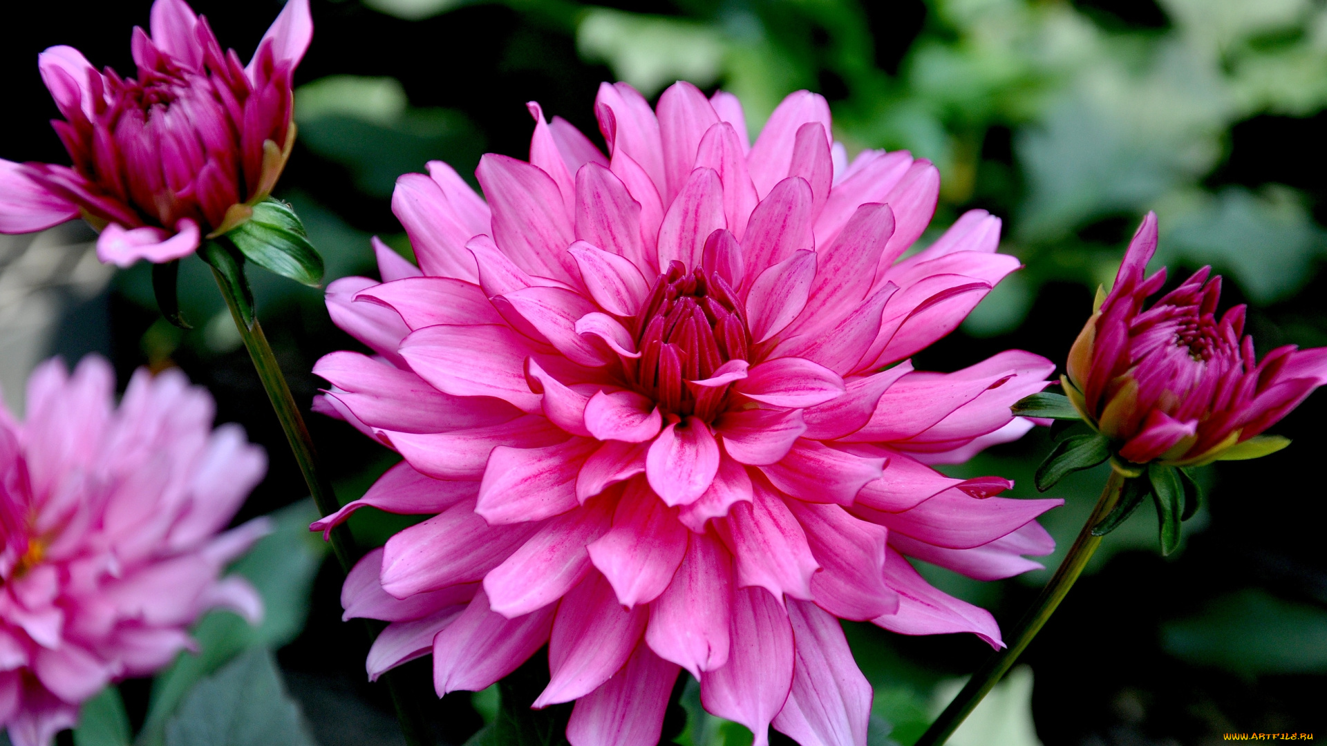 цветы, георгины, круглый, розовый, лепестки