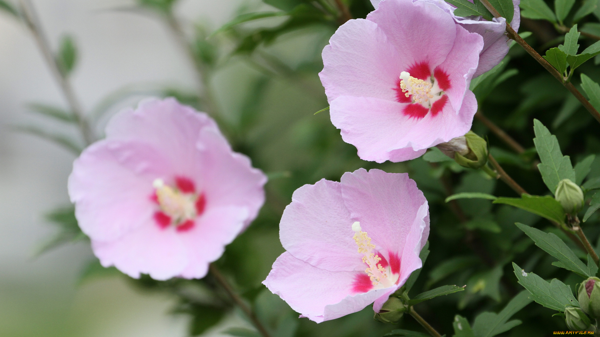 цветы, гибискусы, лепестки