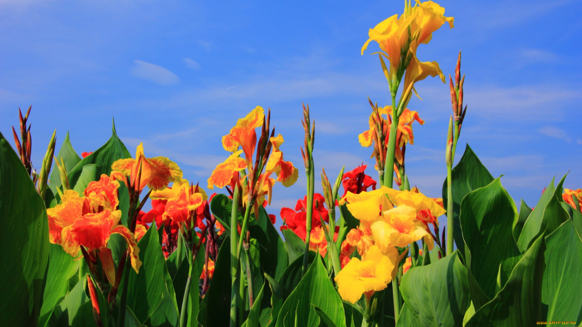 цветы, канна, лепестки