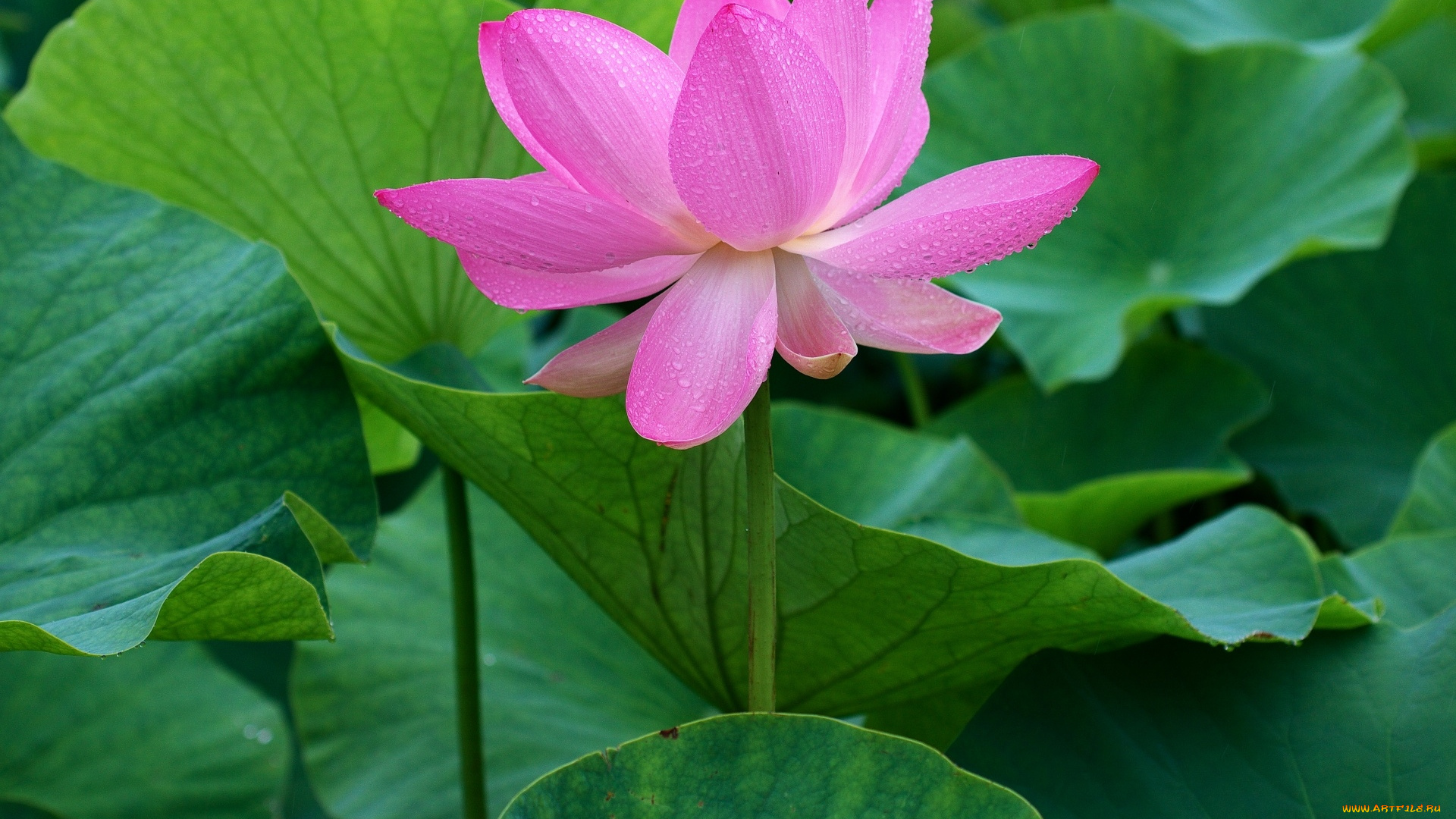 цветы, лотосы, лотос