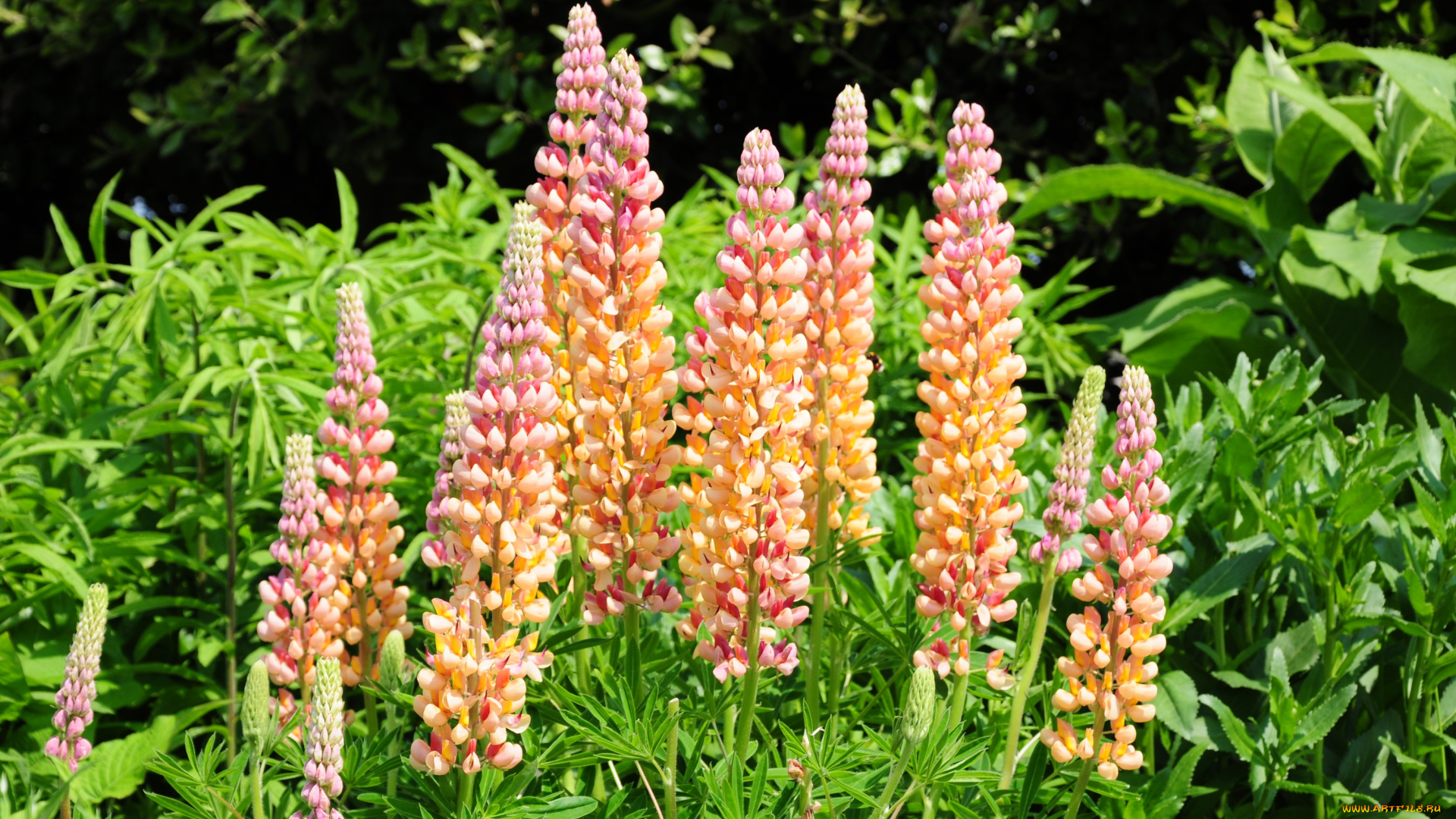 цветы, люпин, оранжевый