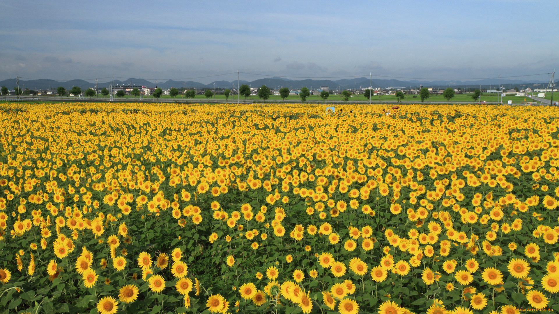 цветы, подсолнухи, malena, morgan