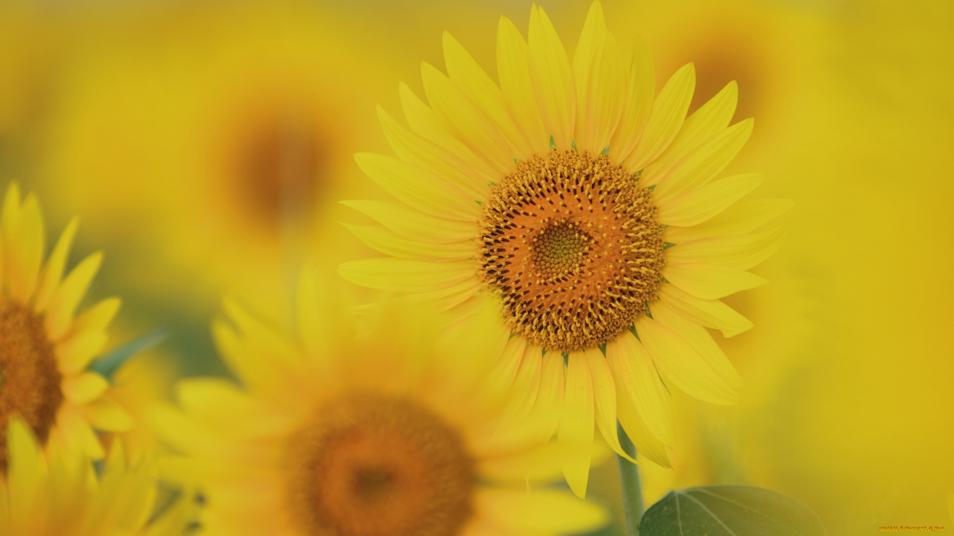 цветы, подсолнухи, подсолнух