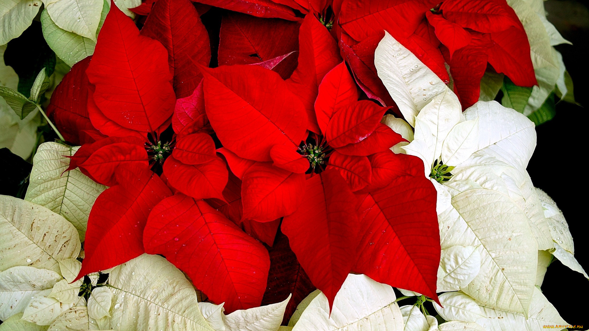 цветы, пуансеттия, красный, листья, белый
