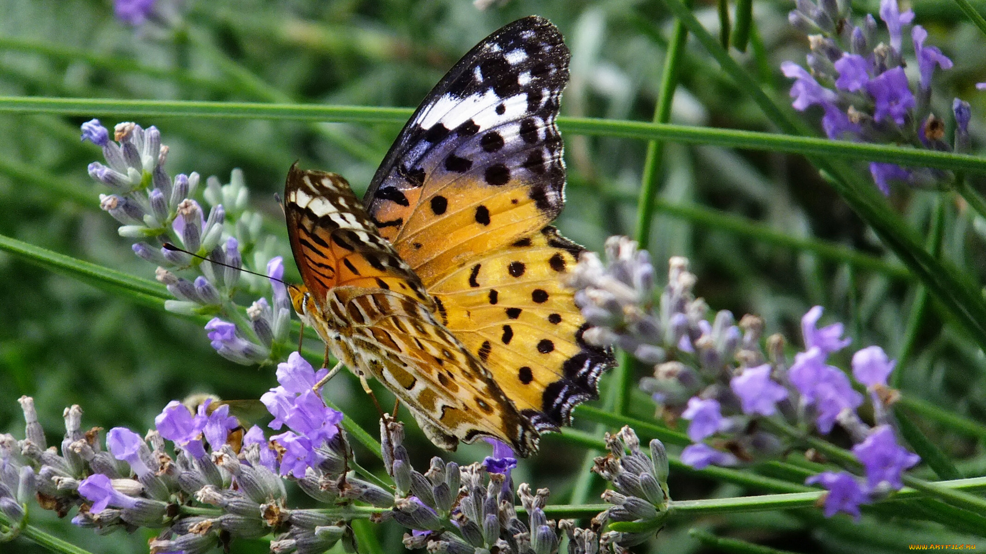 животные, бабочки, бабочка