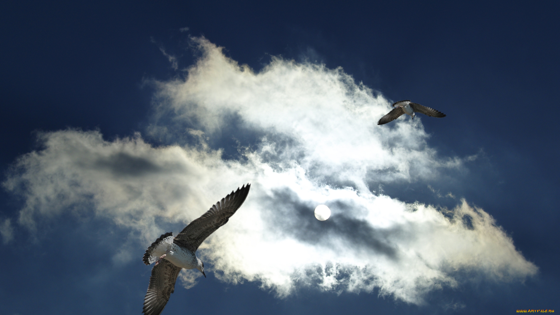 животные, Чайки, бакланы, крачки, небо, облака, чайки