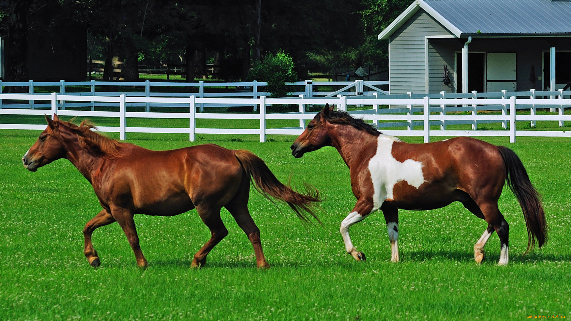 животные, лошади