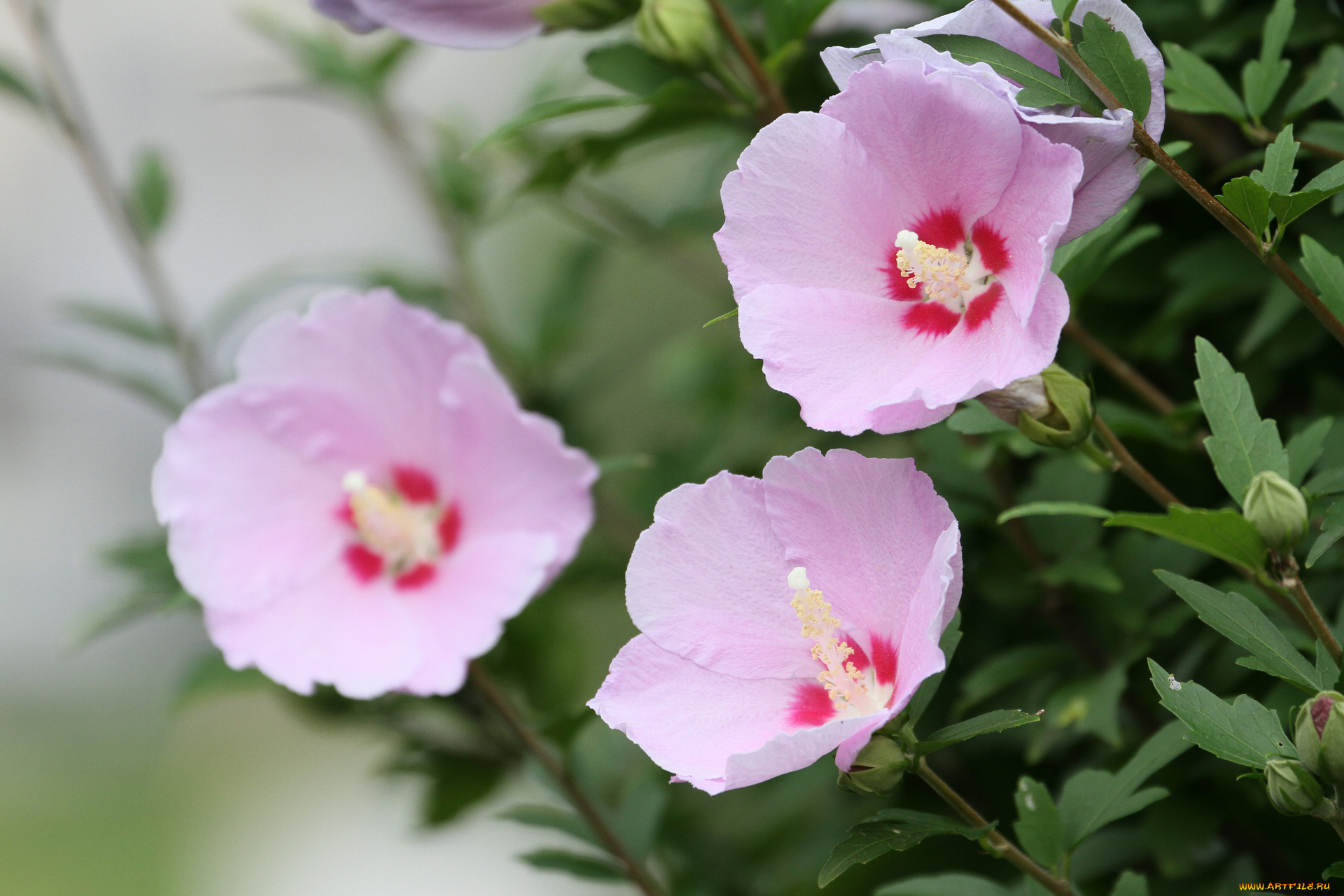 цветы, гибискусы, лепестки