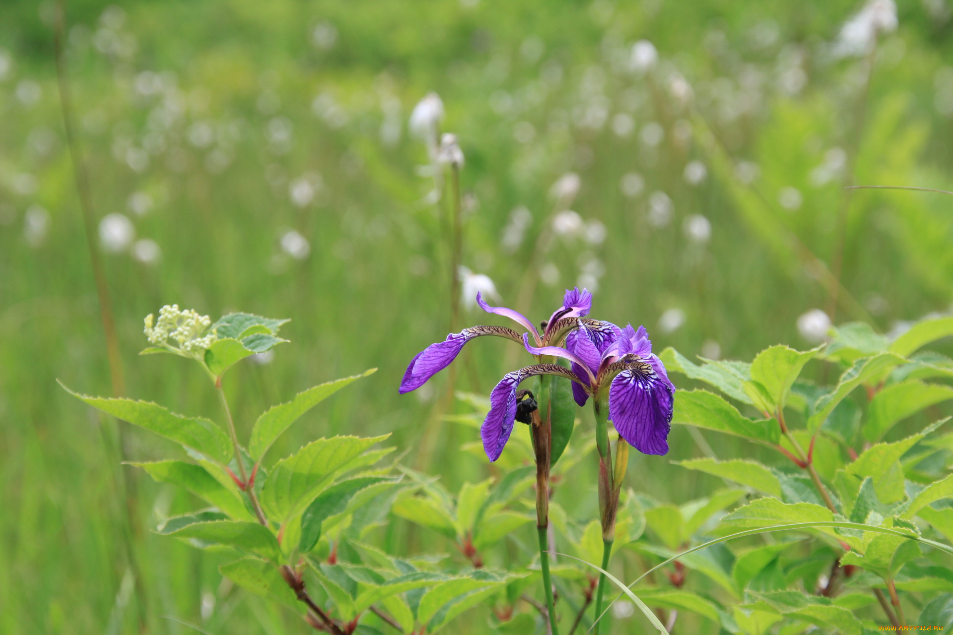цветы, ирисы, ирис
