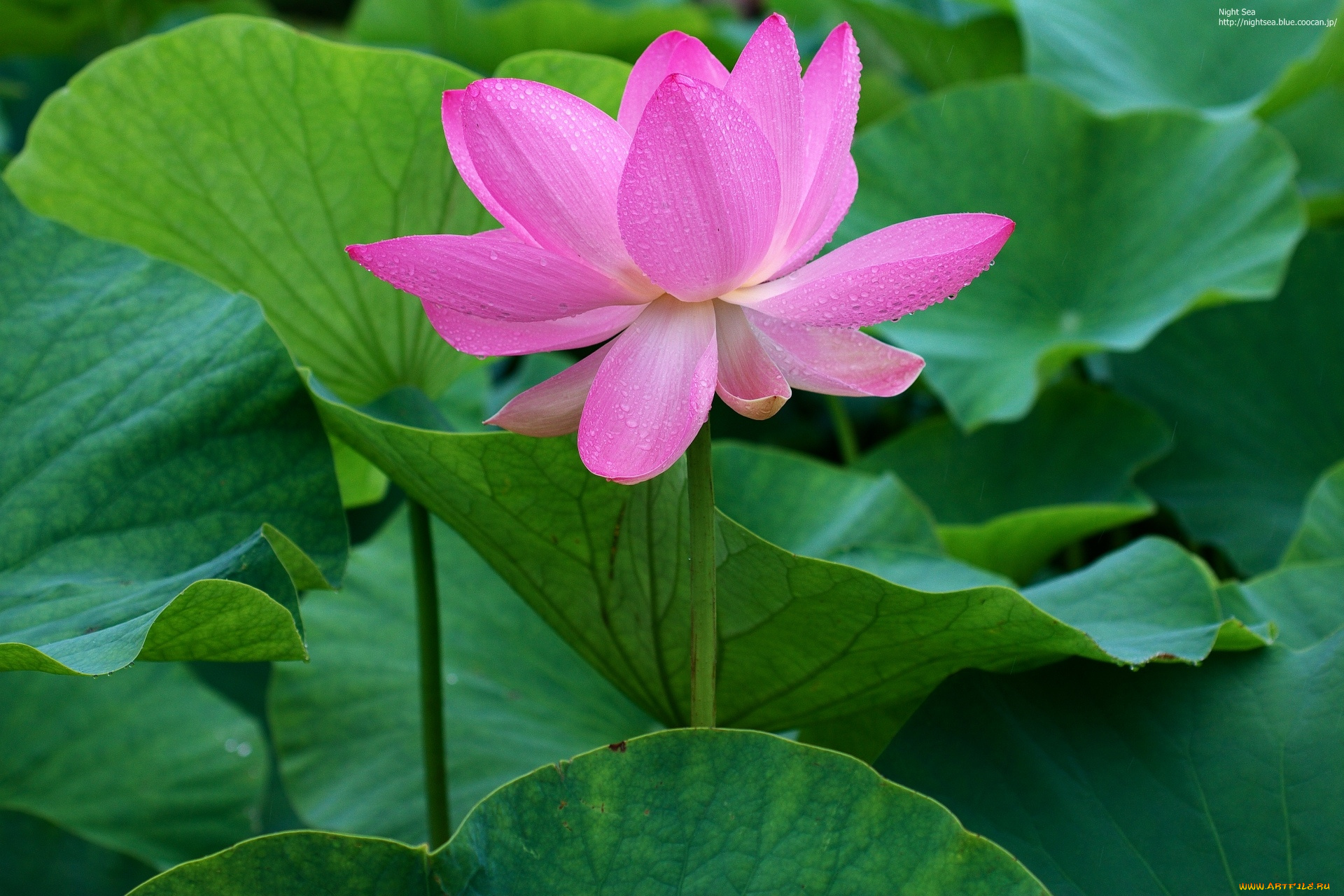 цветы, лотосы, лотос