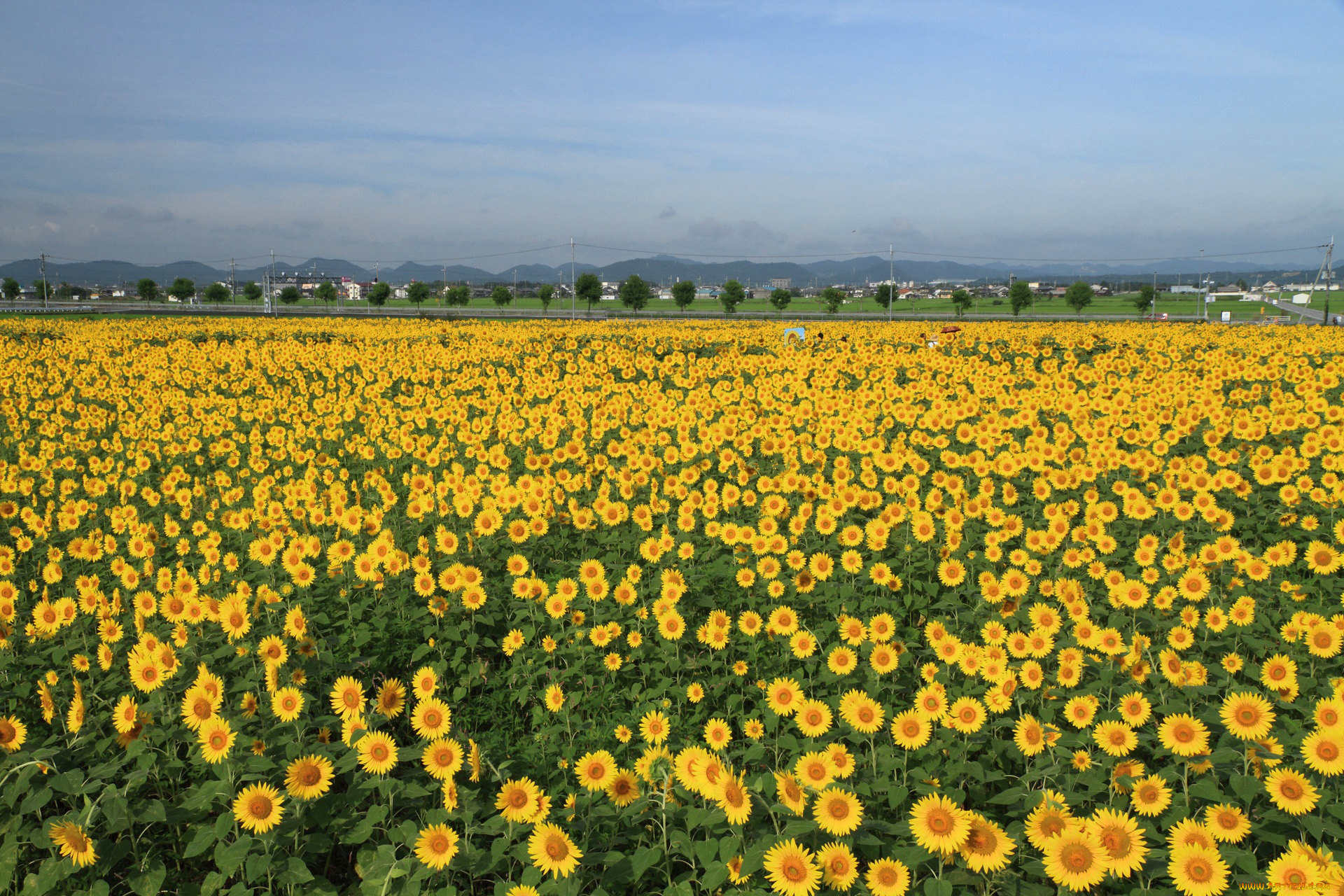 цветы, подсолнухи, malena, morgan