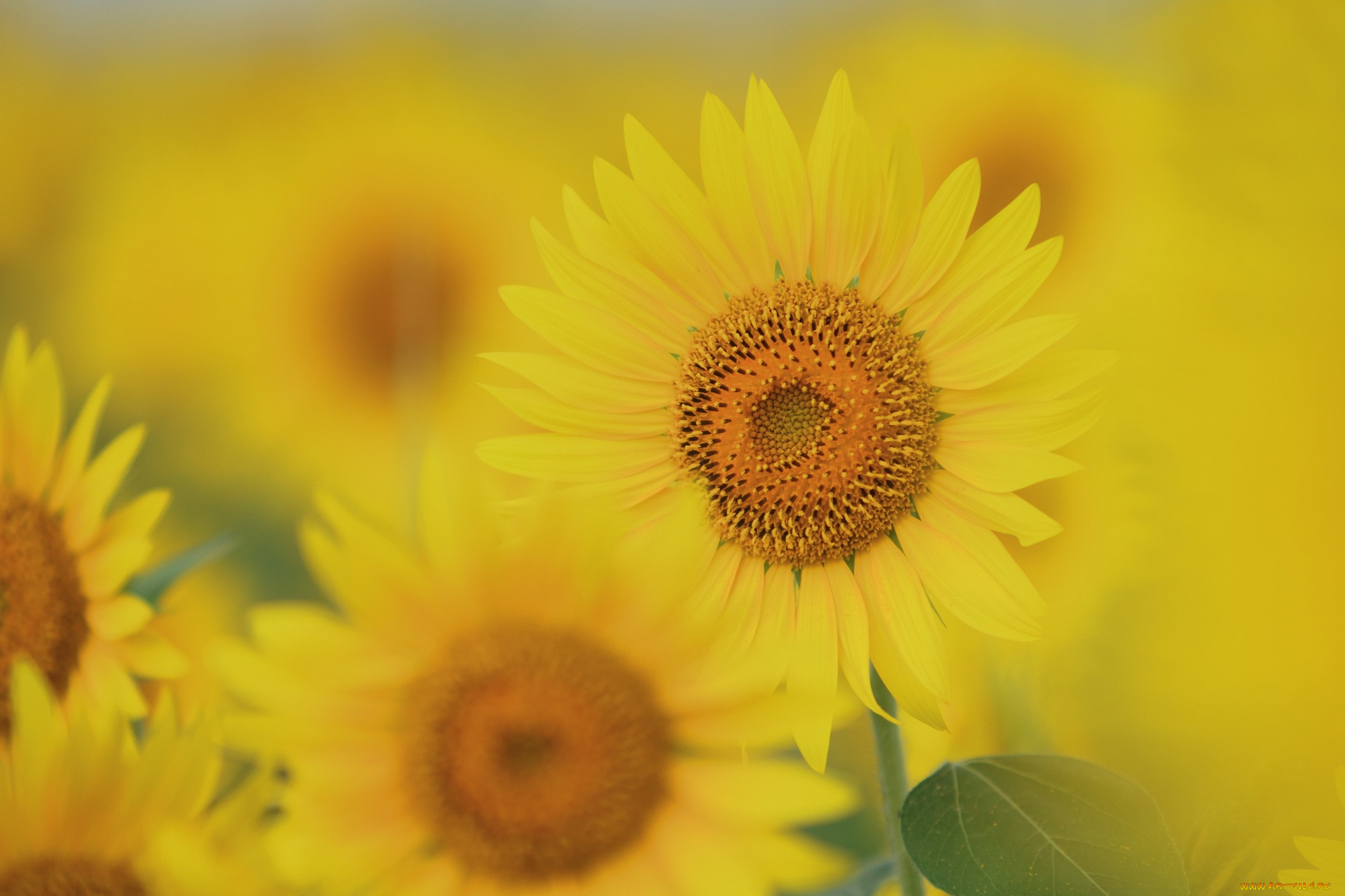 цветы, подсолнухи, подсолнух