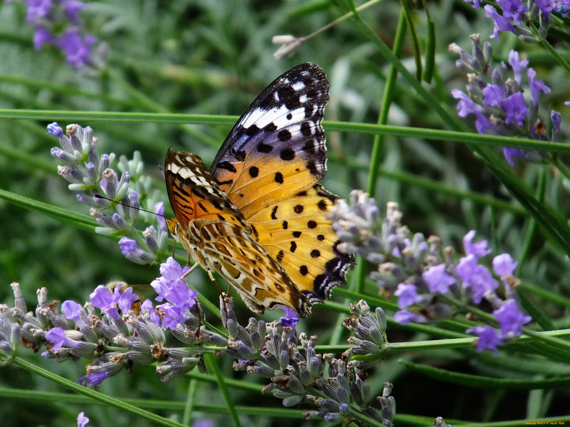 животные, бабочки, бабочка